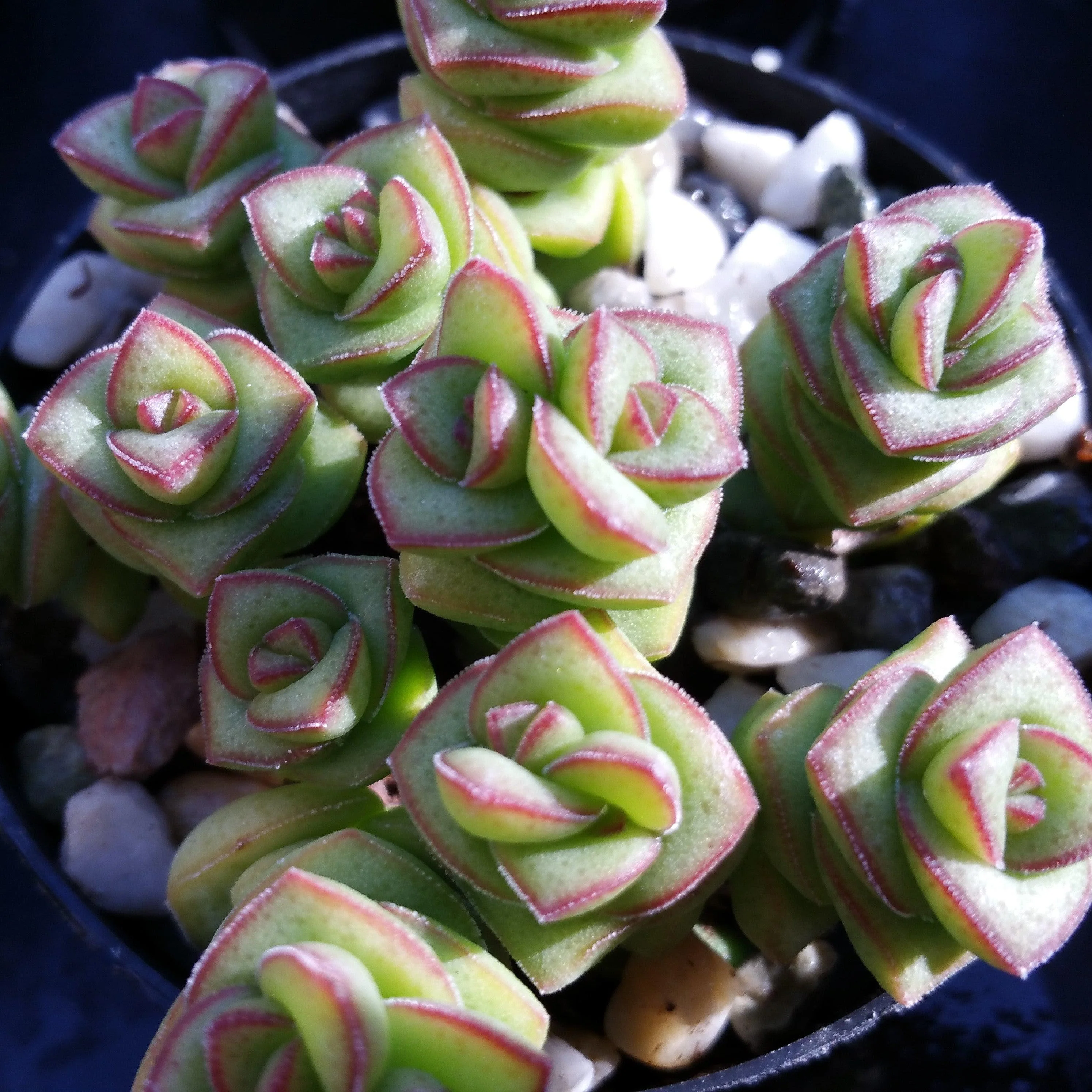 String of Buttons 'Crassula Perforata'