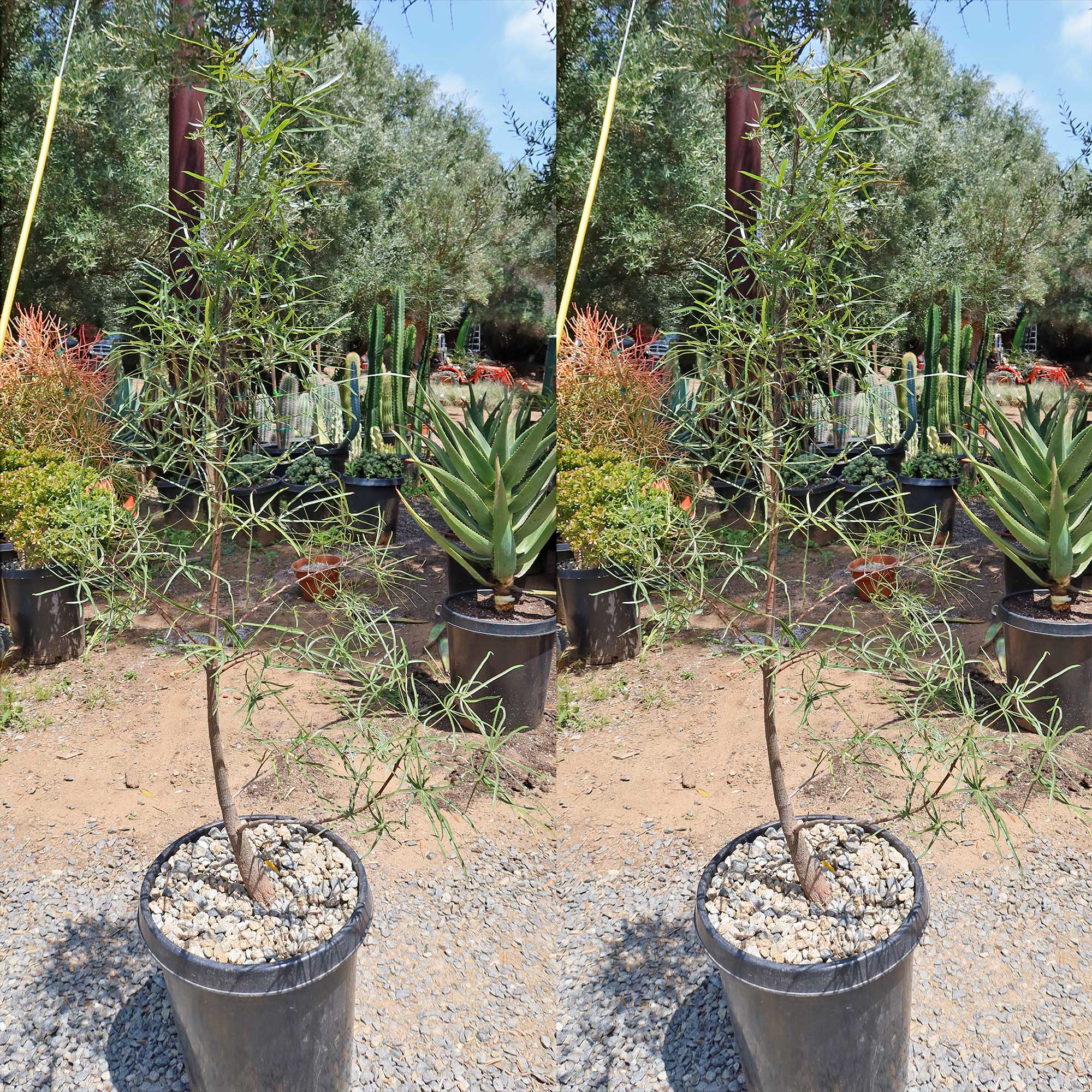 Queensland Bottle Tree 'Brachychiton rupestris'