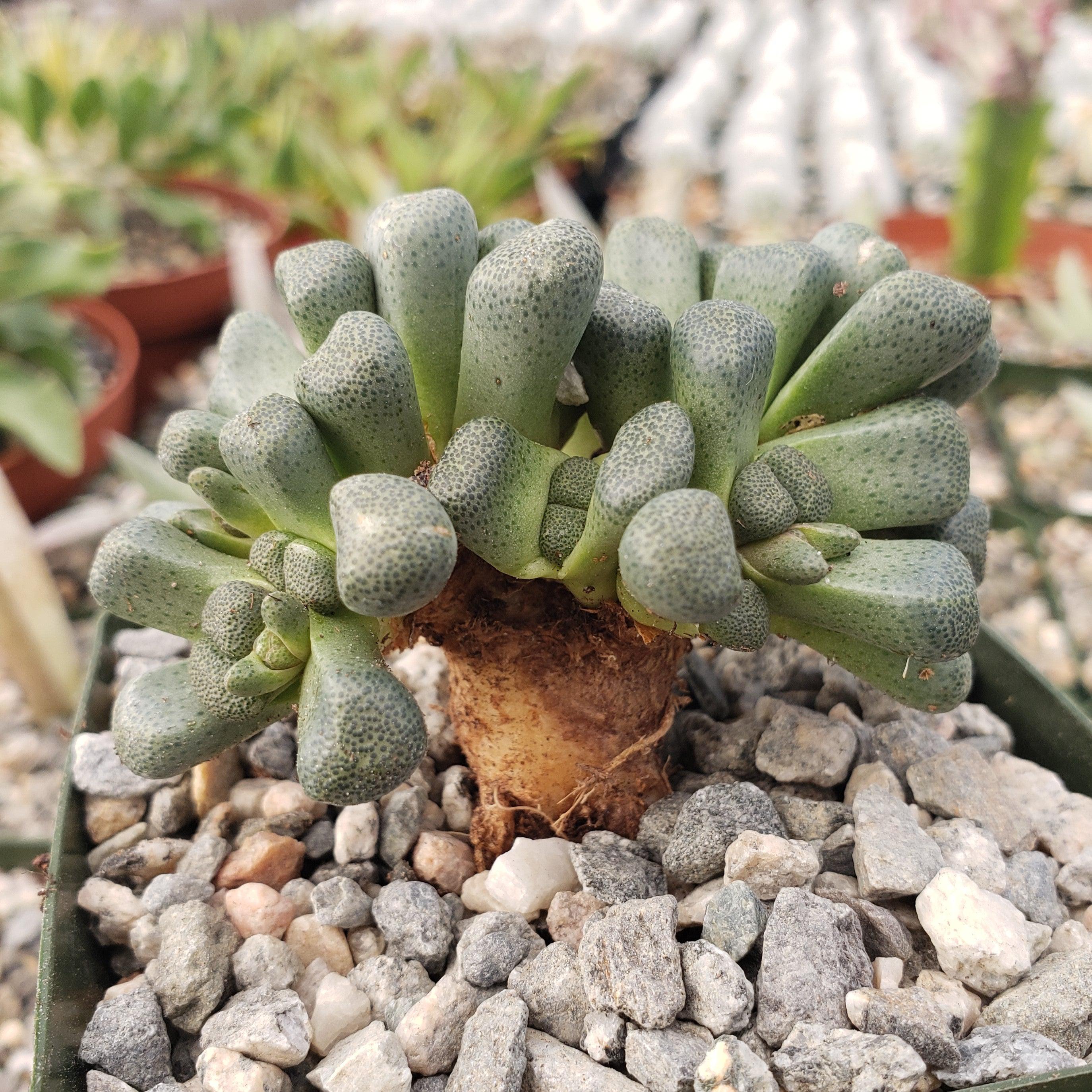 Aloinopsis schooneesii