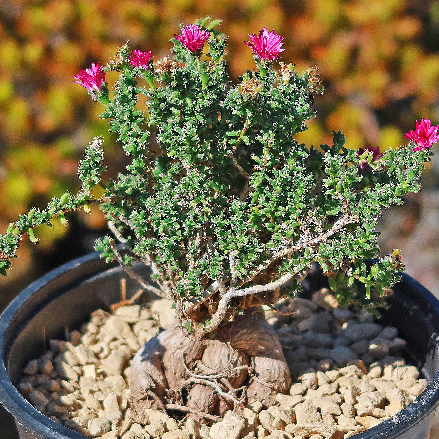 Trichodiadema bulbosom