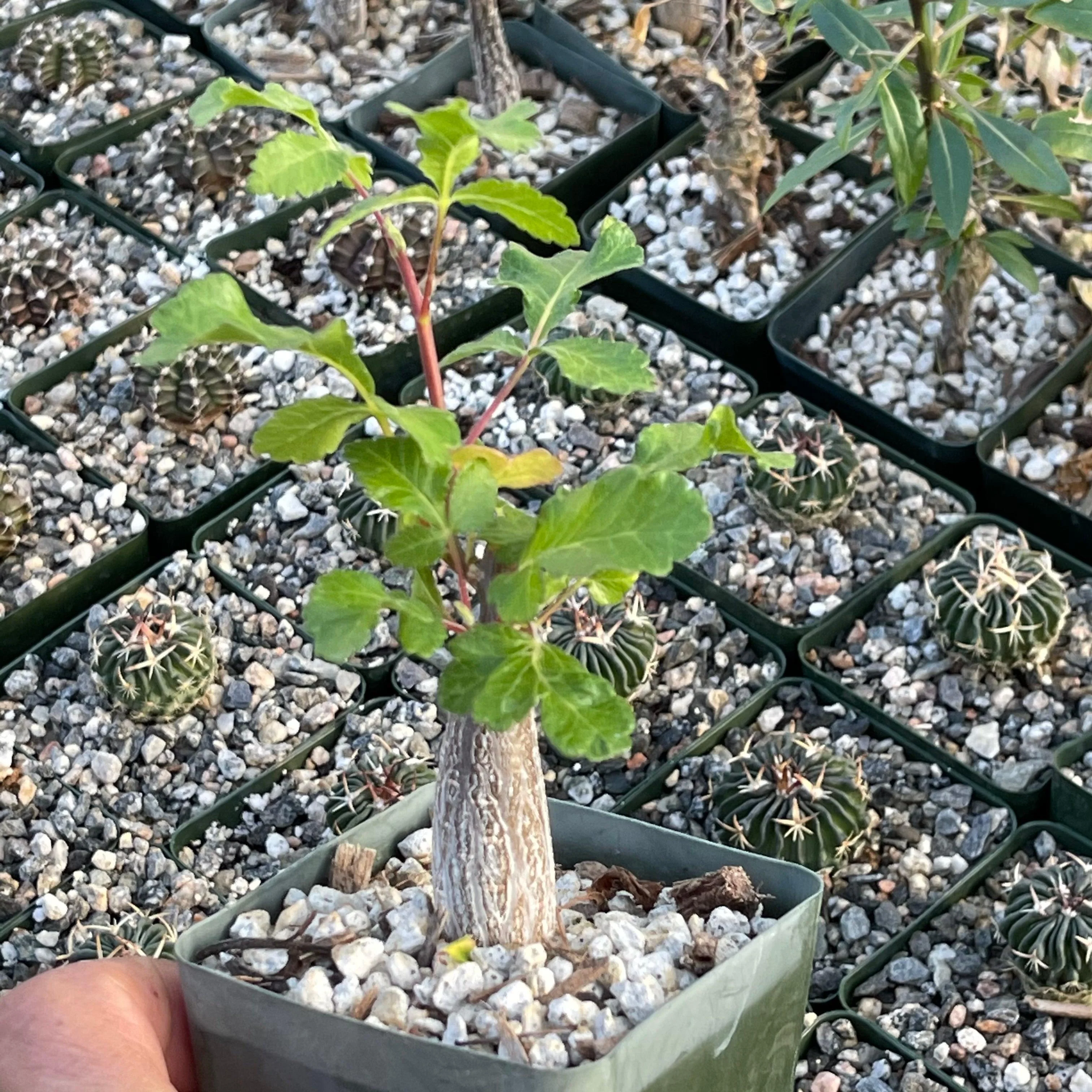 Bursera hindsiana copal
