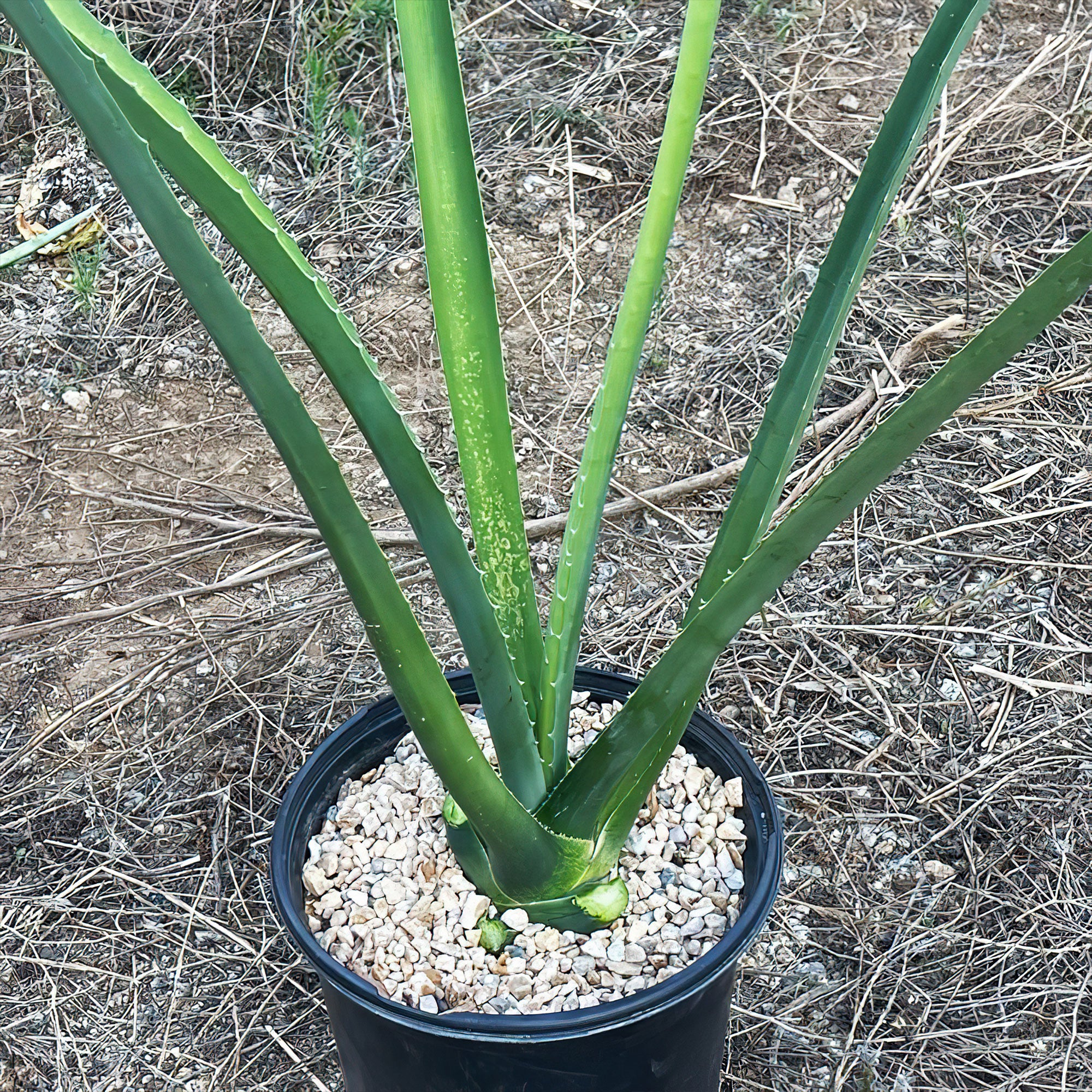 Blue agave - Agave Tequilana 'Tequila Plant'