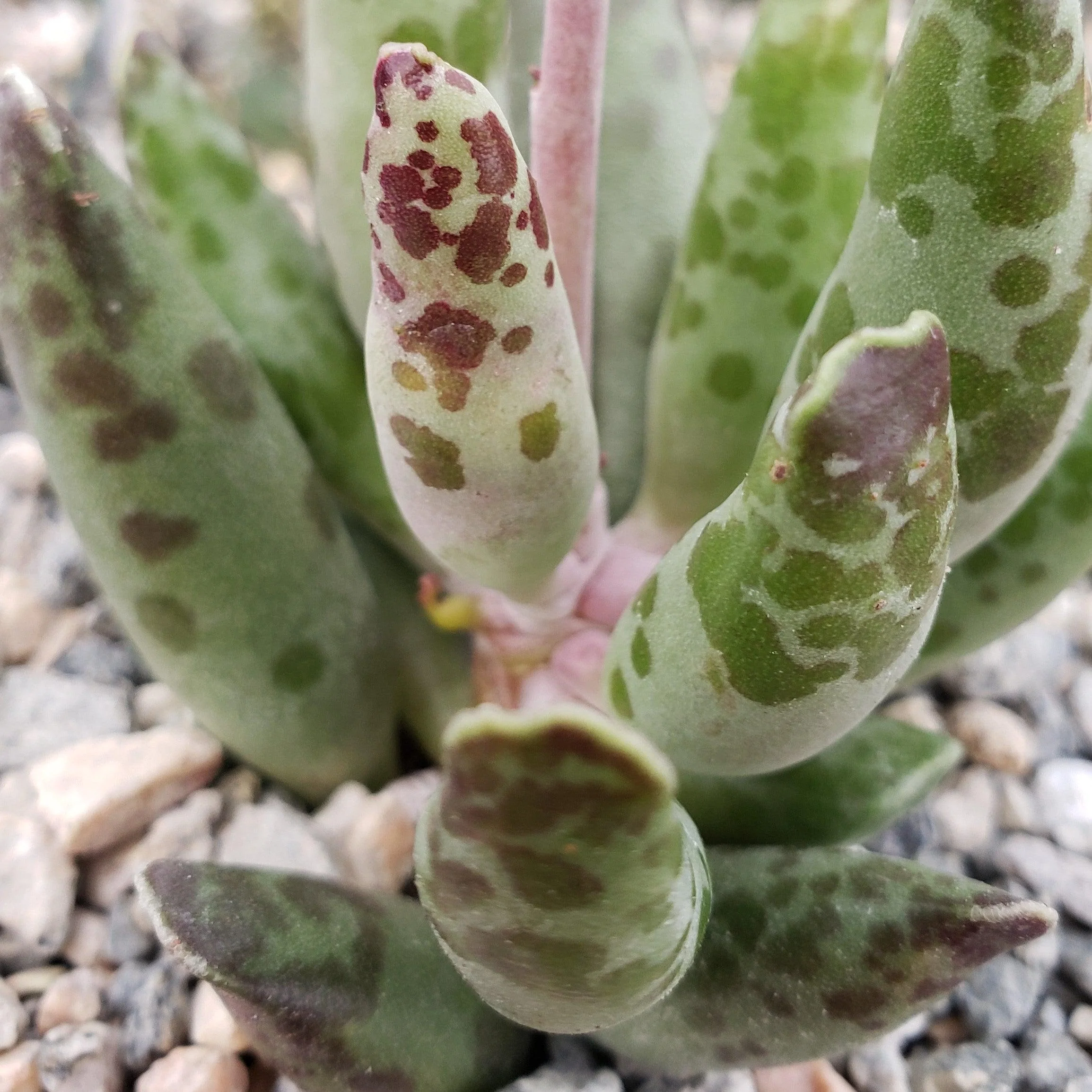 Adromischus festivus