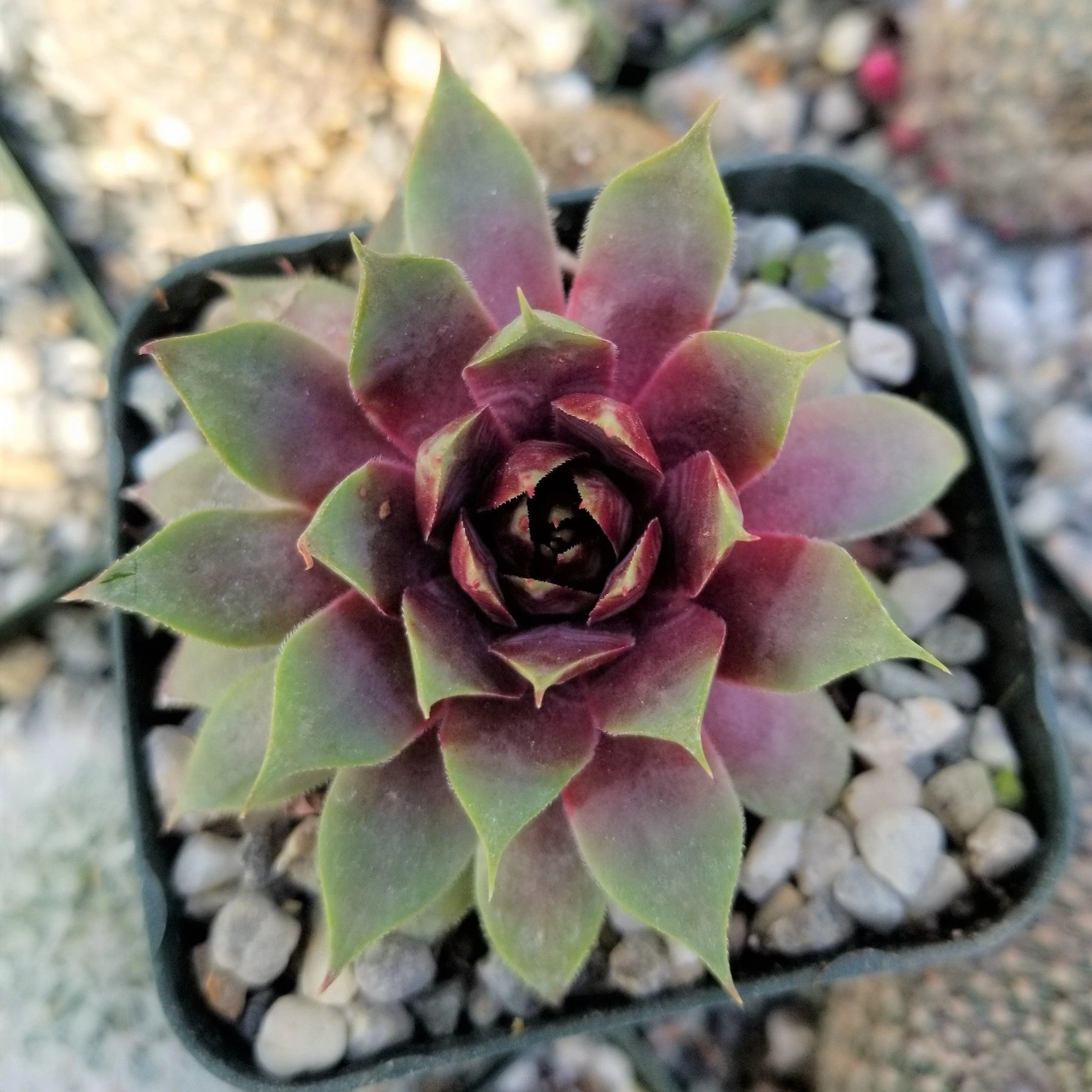 Sempervivum 'Ruby Heart' Hens and Chicks