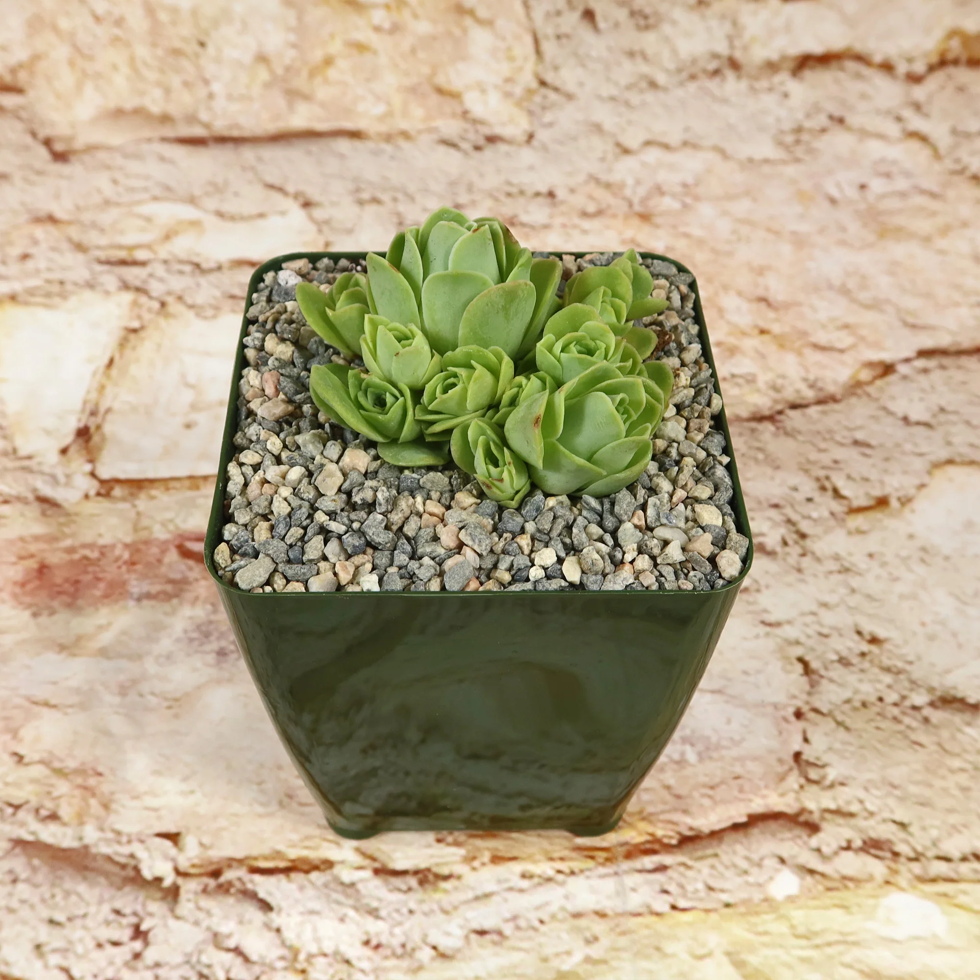 Mountain Rose Succulent ��Aeonium dodrantale�� (Greenovia dodrantalis)