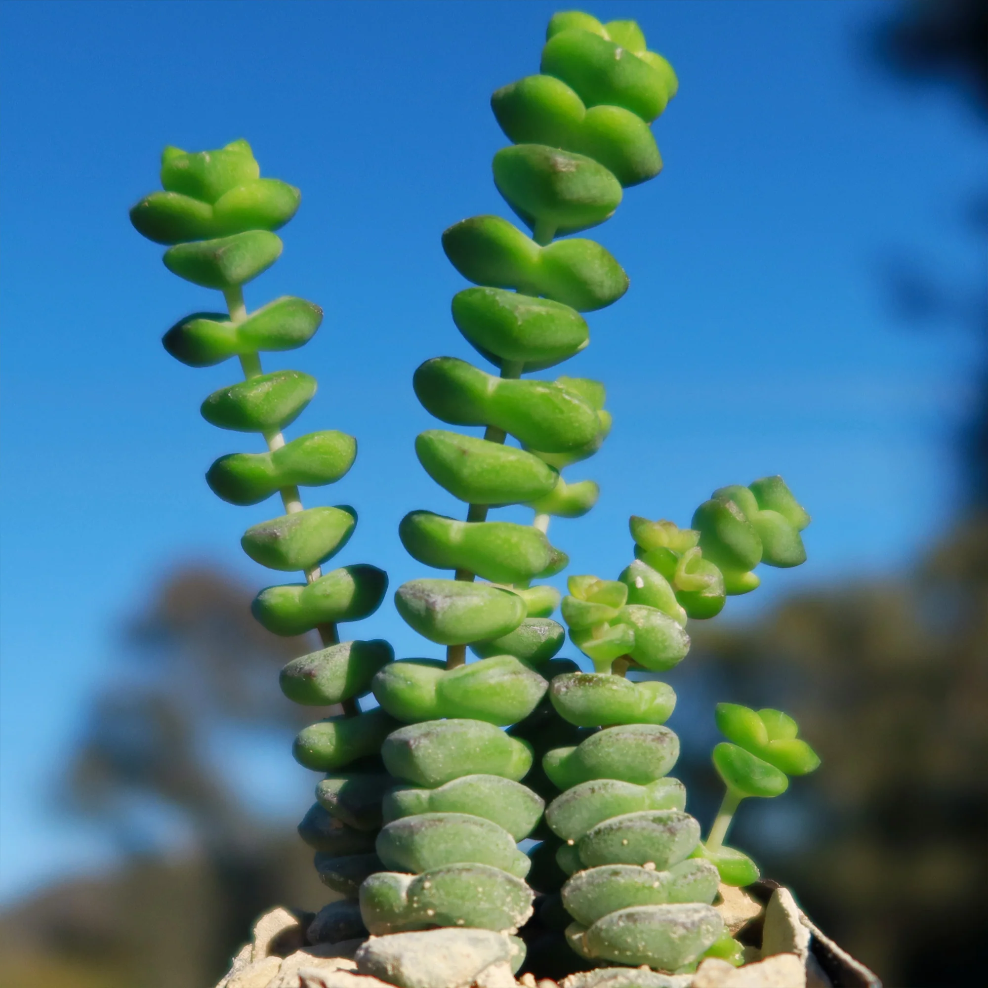 String of Buttons 'Crassula Perforata'