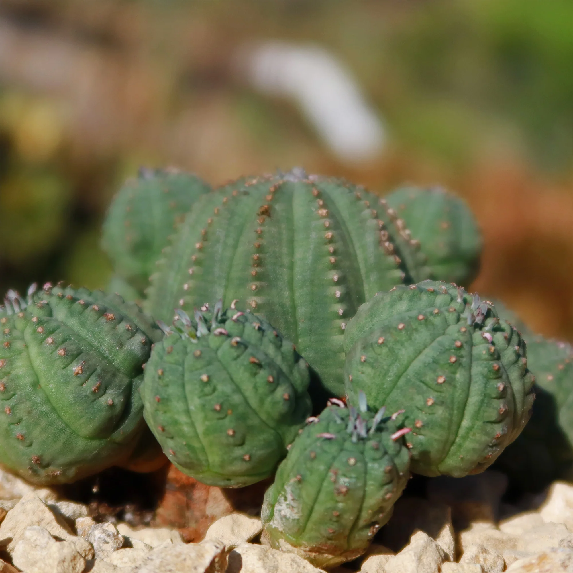 Euphorbia Obesa Hybrid