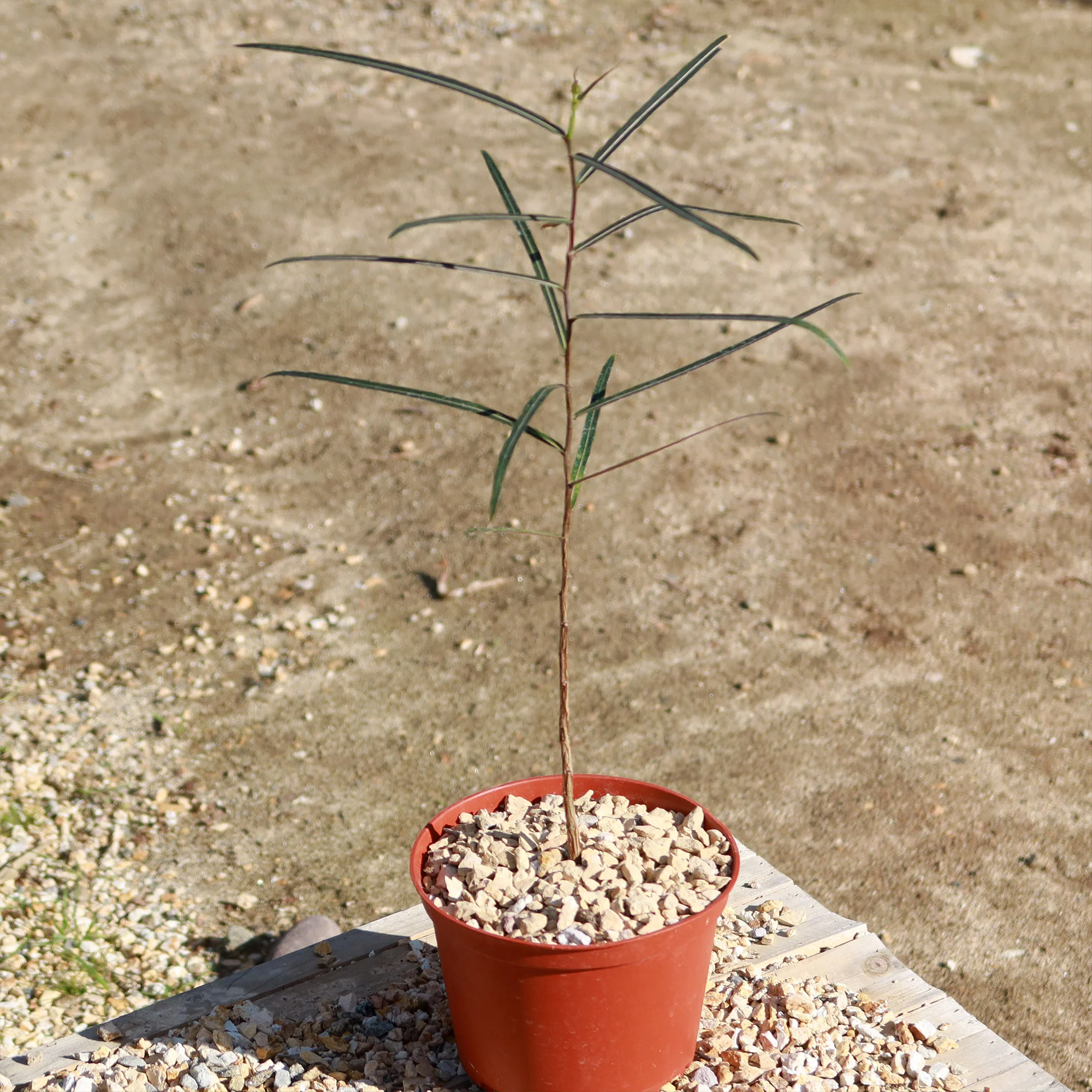 Queensland Bottle Tree 'Brachychiton rupestris'