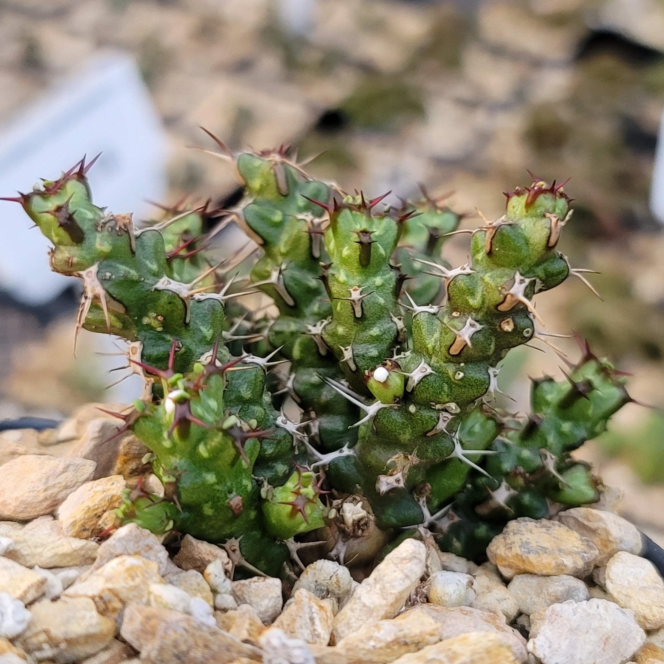 Euphorbia lenewtonii