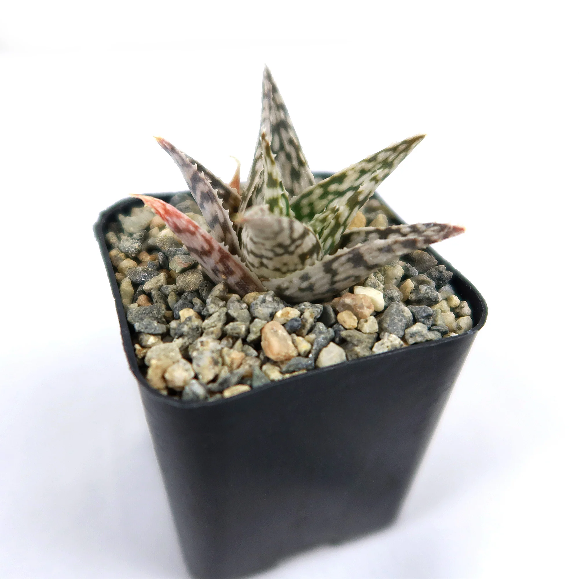 Aloe ��Blizzard��