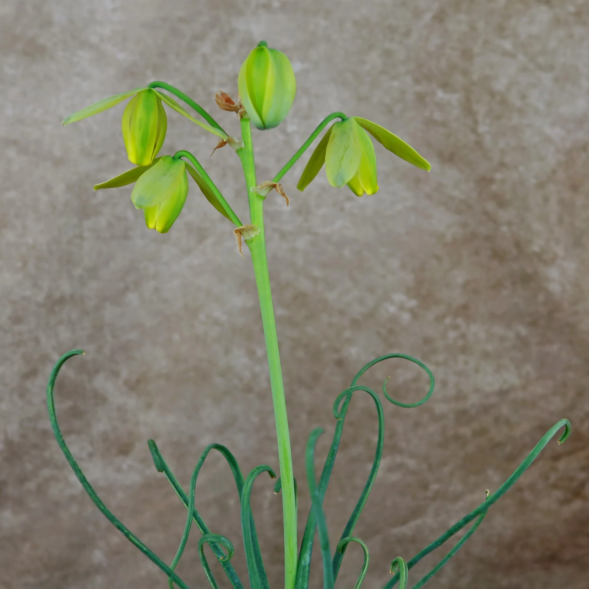 Frizzle Sizzle Plant - Albuca spiralis