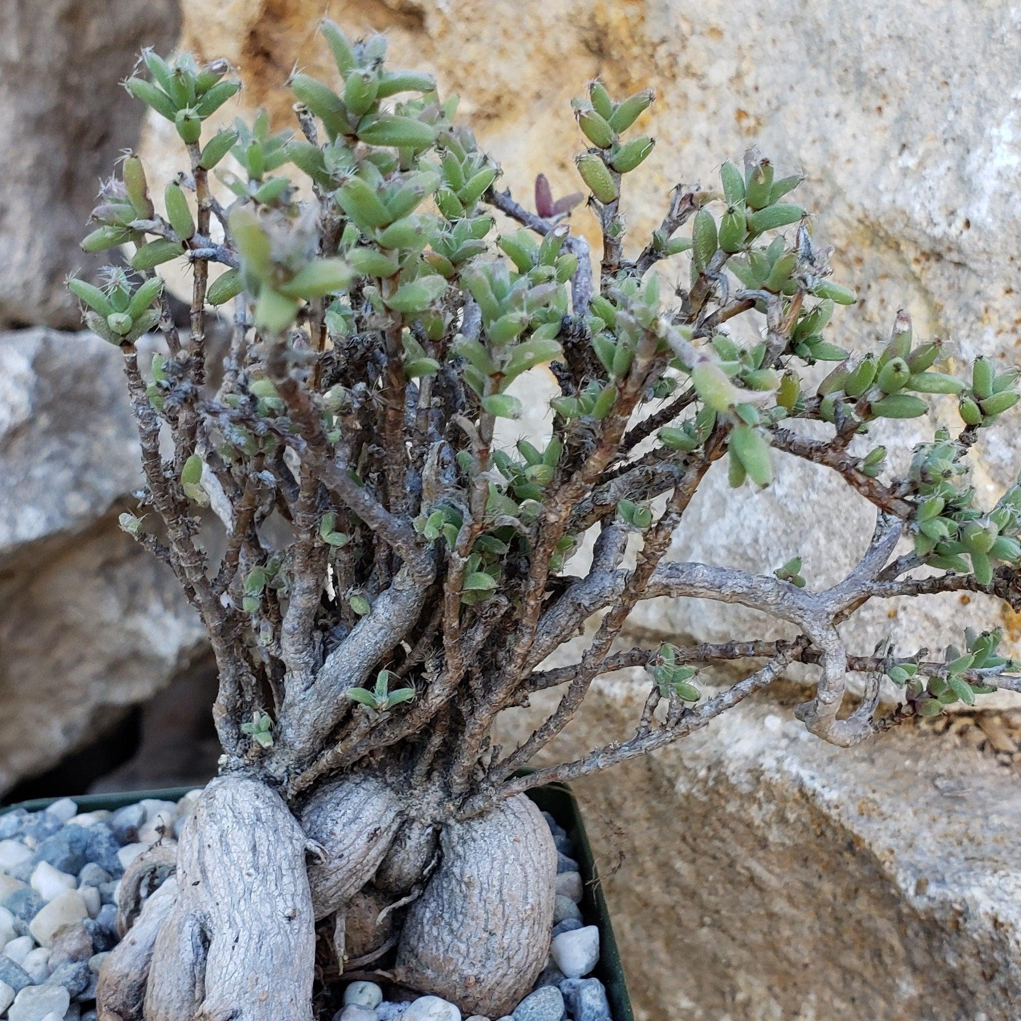 Trichodiadema bulbosom