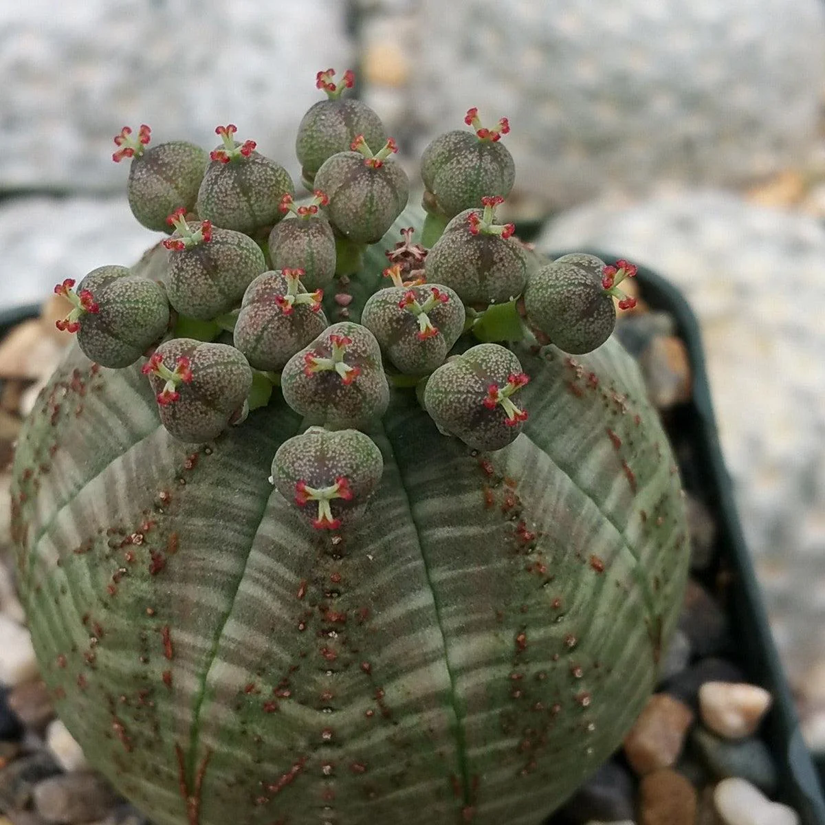 Baseball Plant 'Euphorbia obesa'