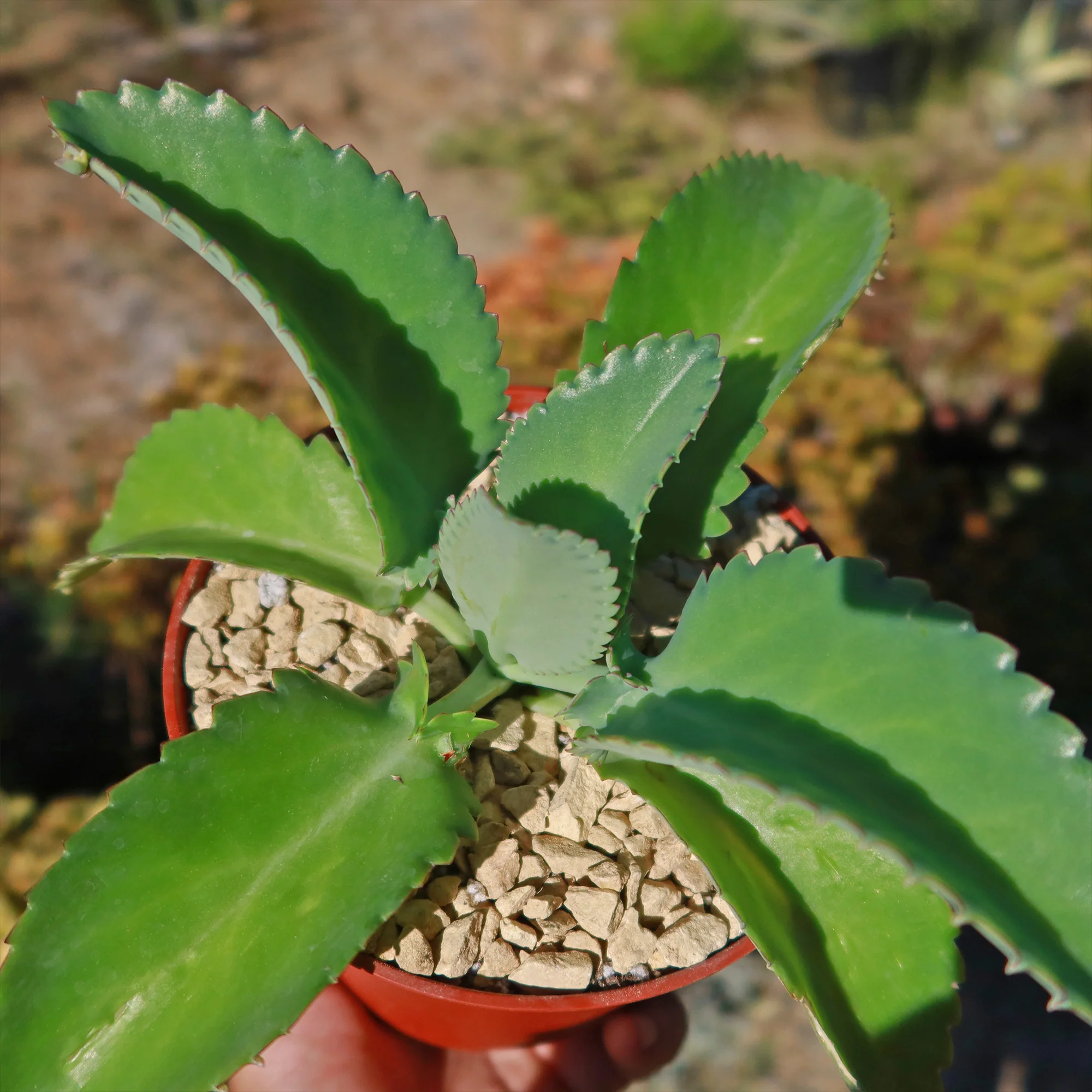 Mother of Thousands Plant 'Kalanchoe laetivirens'