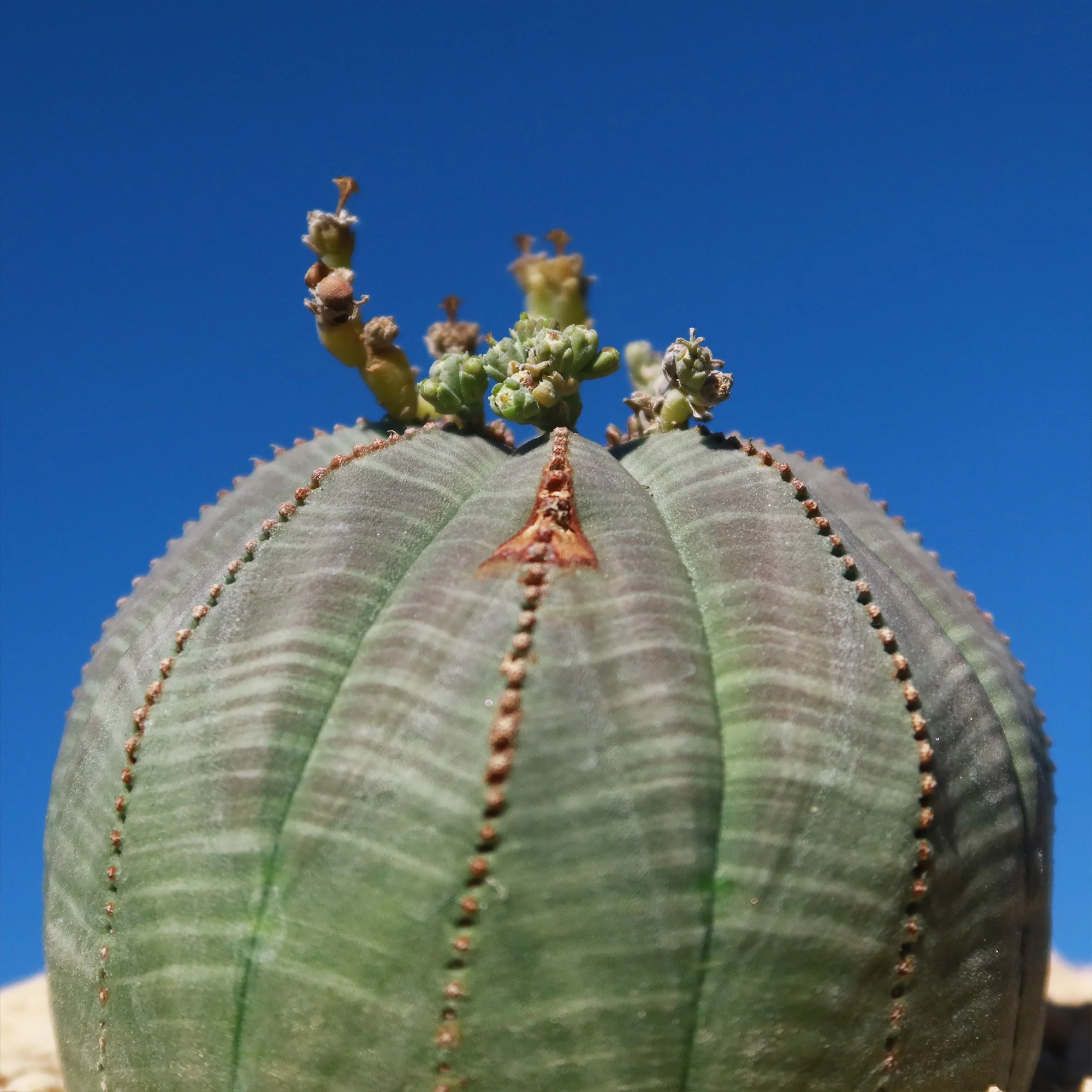 Baseball Plant 'Euphorbia obesa'