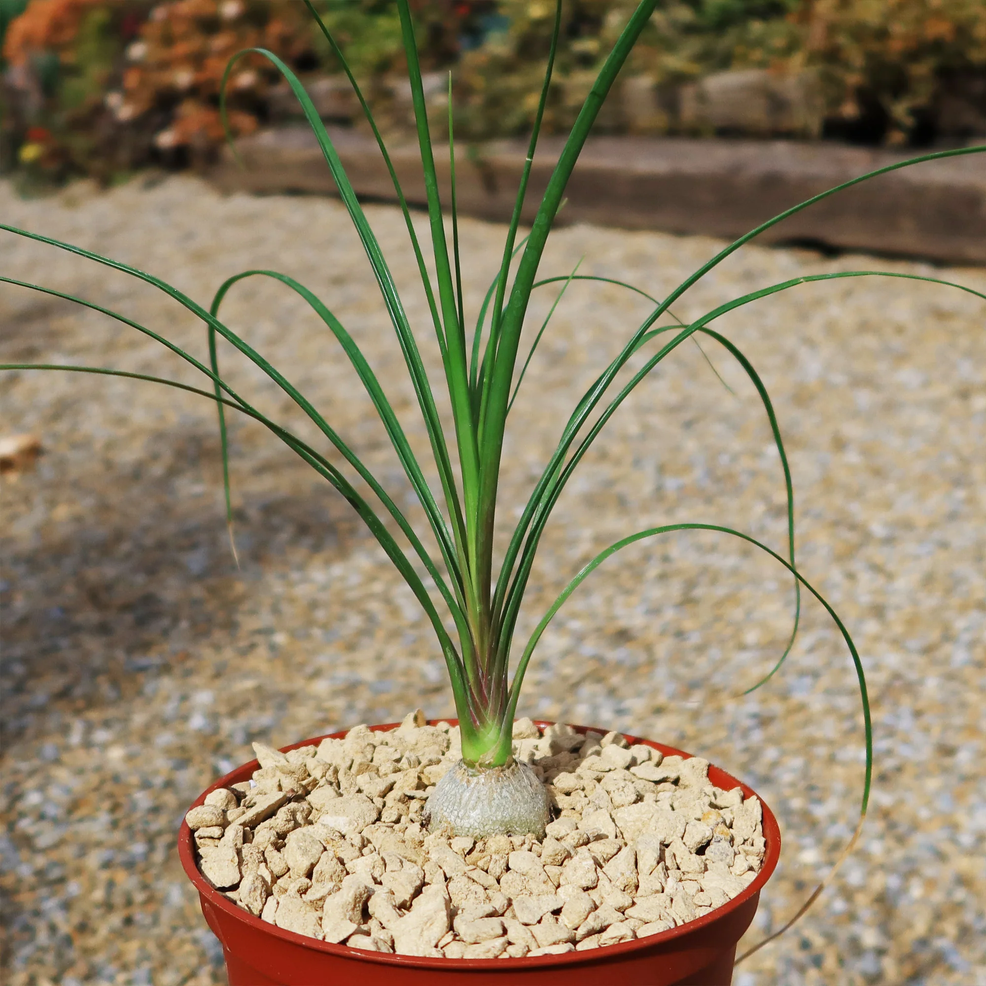 Ponytail palm 'Beaucarnea recurvata'