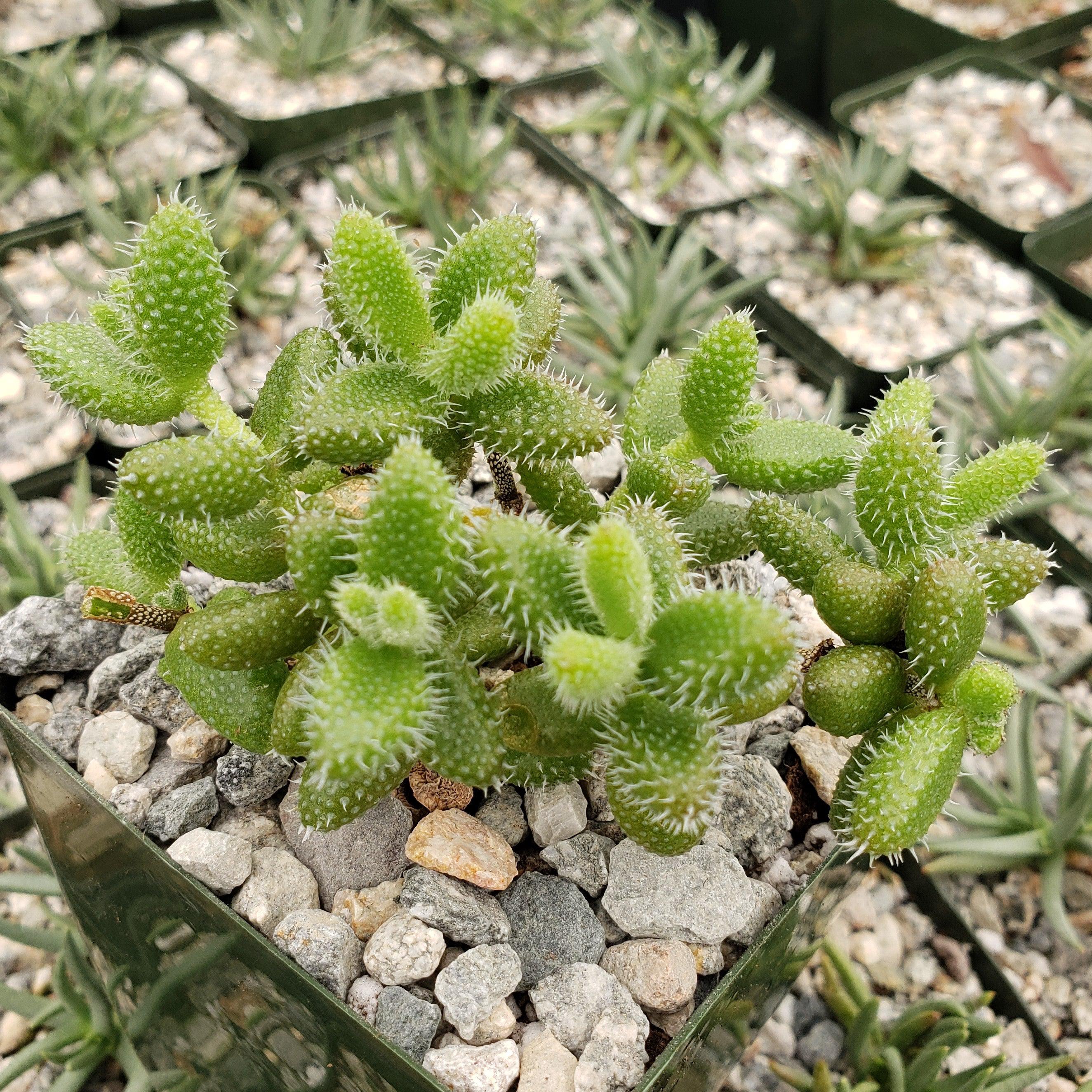 Pickle Plant ��Delosperma echinatum��