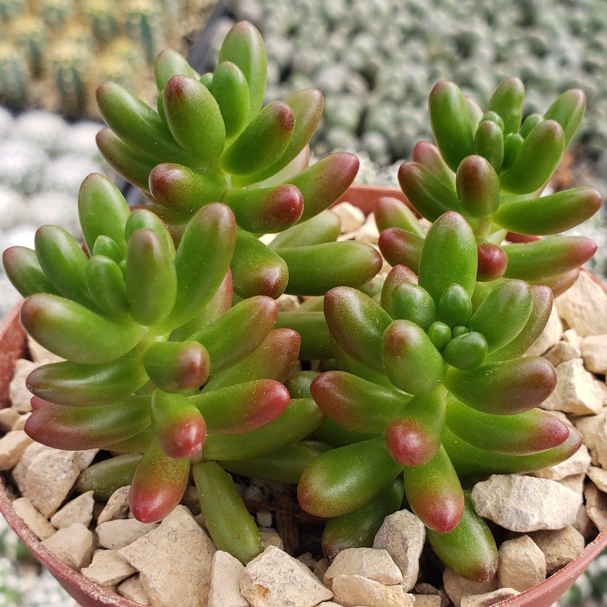 Jelly Bean Succulent 'Sedum rubrotinctum'