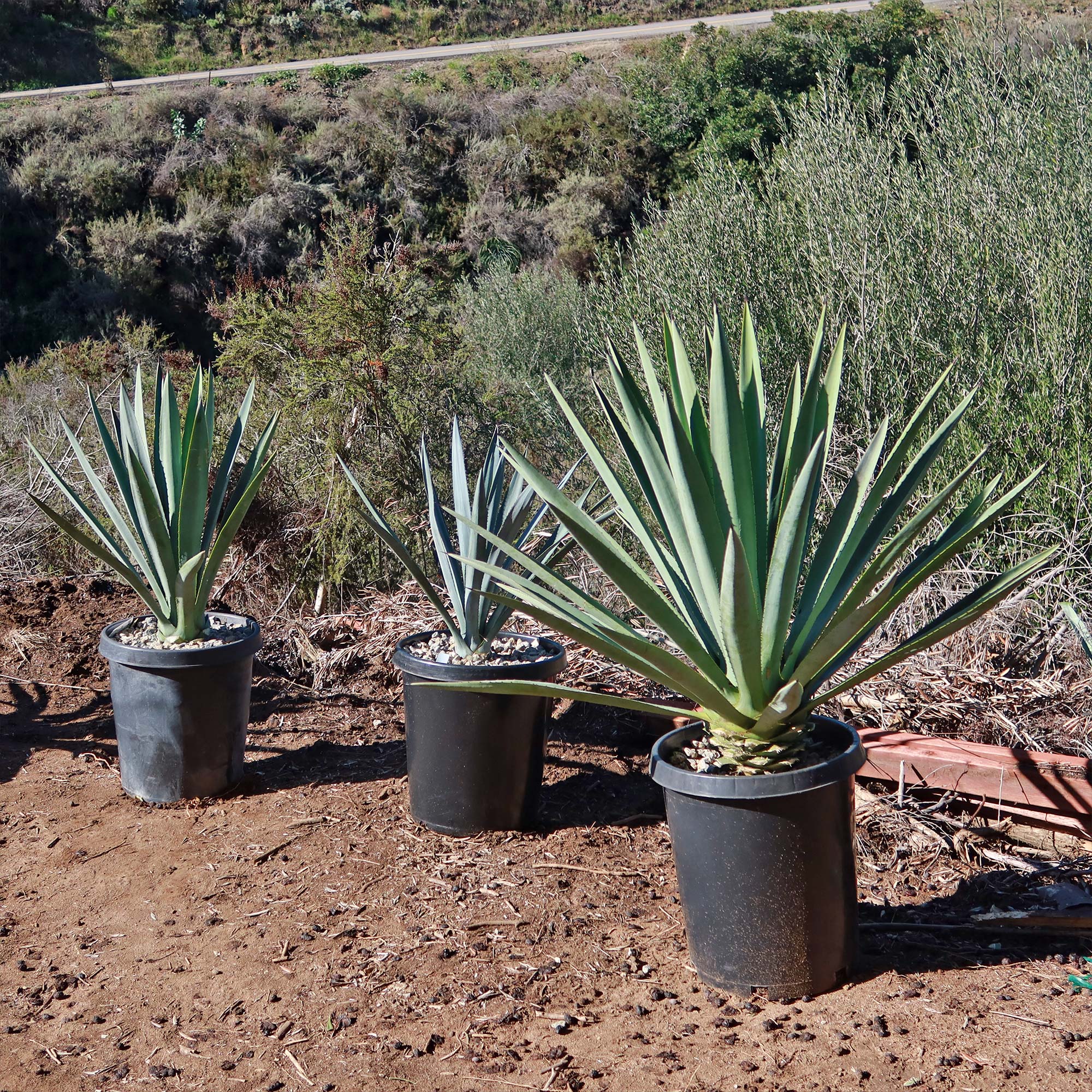 Blue agave - Agave Tequilana 'Tequila Plant'