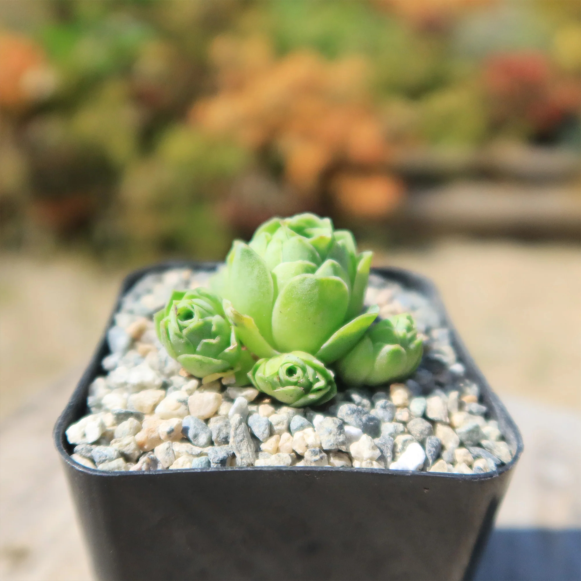 Mountain Rose Succulent ��Aeonium dodrantale�� (Greenovia dodrantalis)