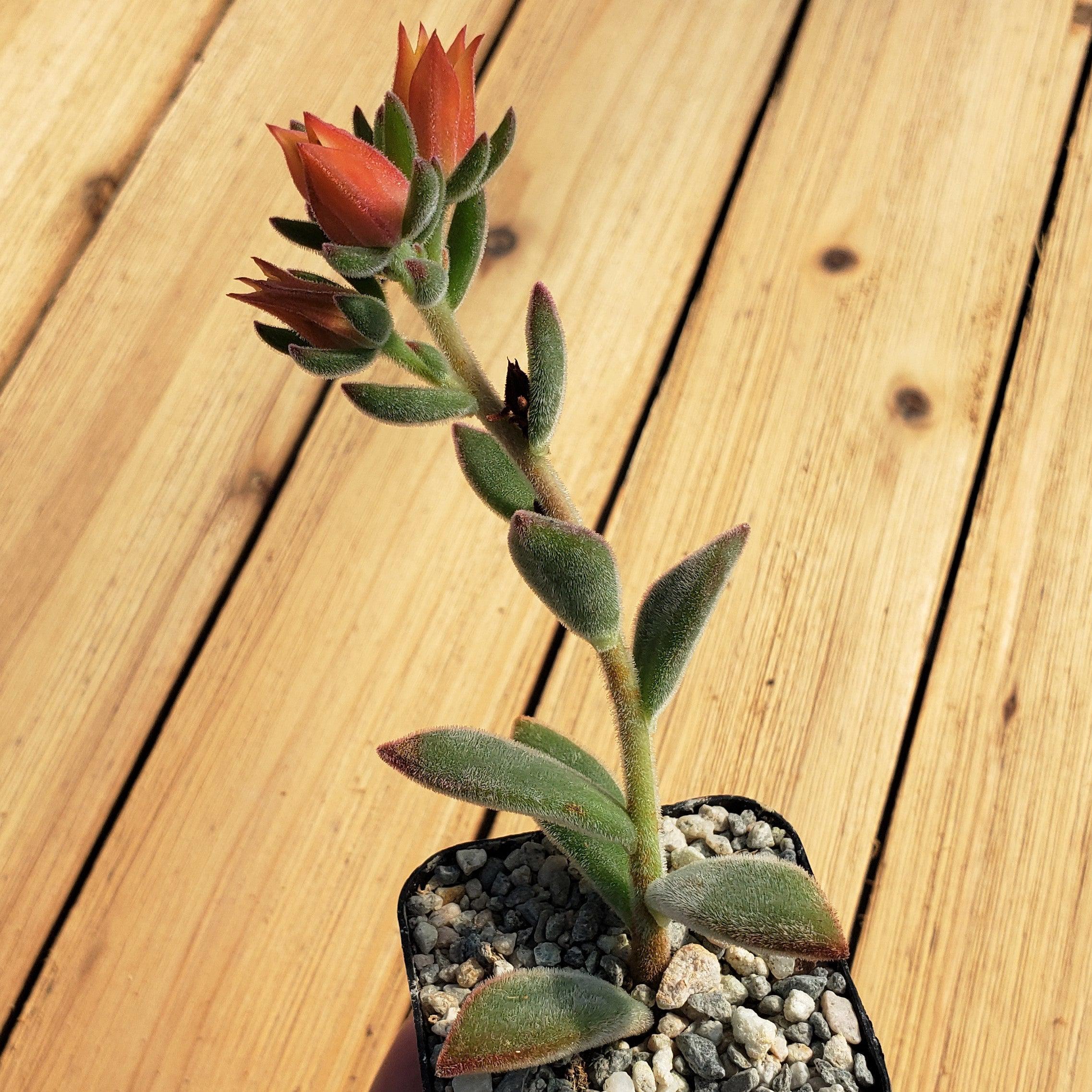 Ruby Slipper Succulent ��Echeveria harmsii��