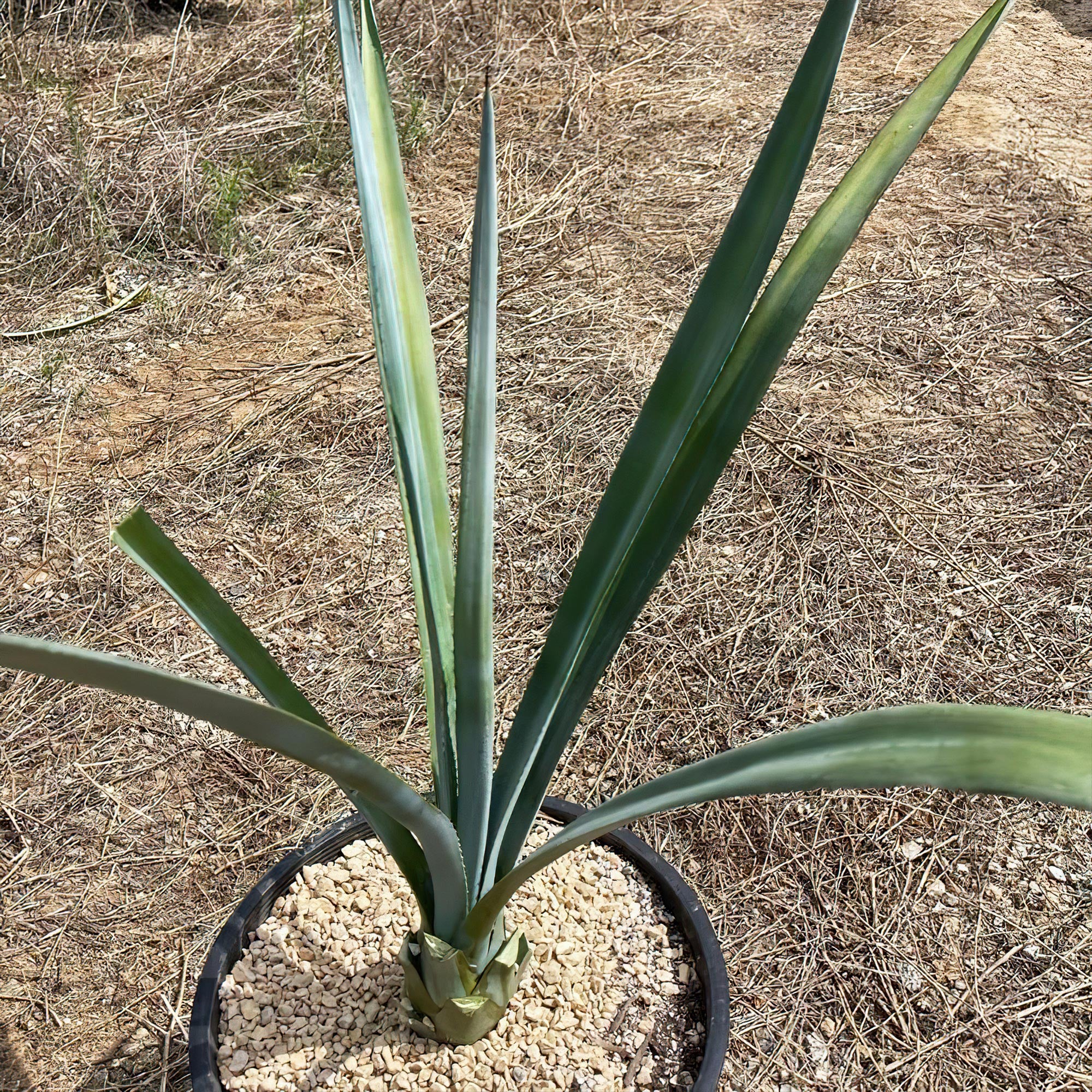 Blue agave - Agave Tequilana 'Tequila Plant'