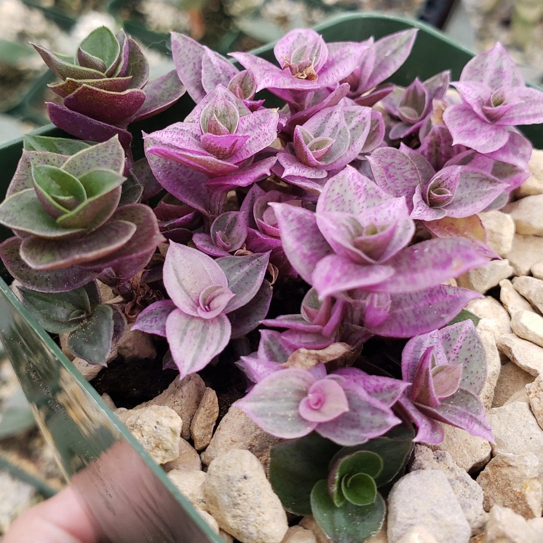 Pink Lady - Turtle Vine 'Callisia repens variegated'