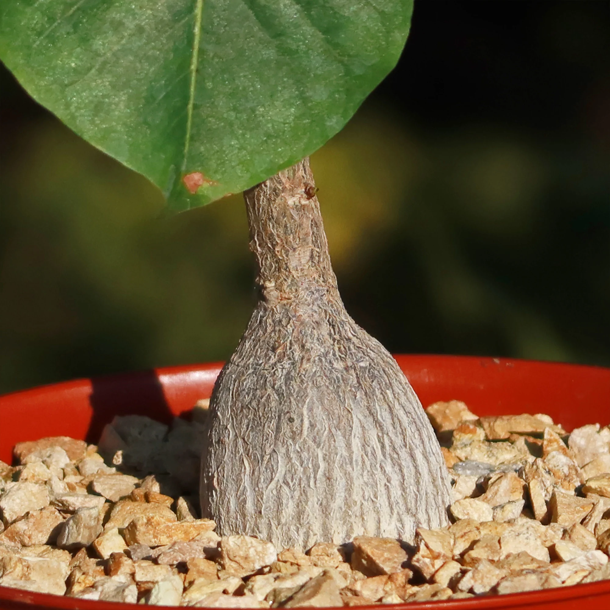 Shaving Brush Tree - Pseudobombax ellipticum
