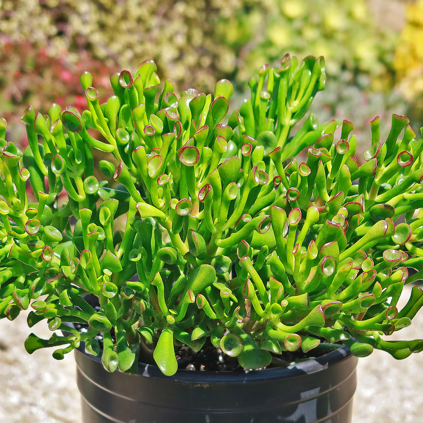 ET Fingers-Shrek Ears 'Crassula ovata Gollum Jade'