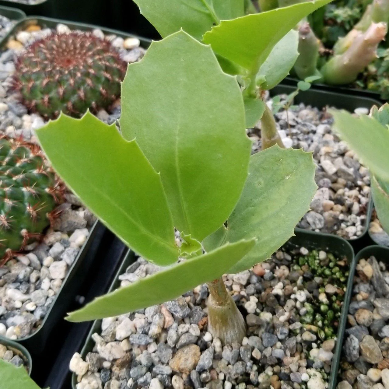 Cyphostemma cirrhosum