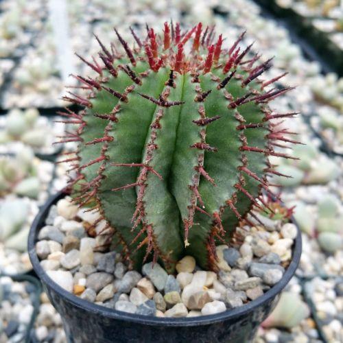 Milk Barrel Cactus ��Euphorbia cereiformis��