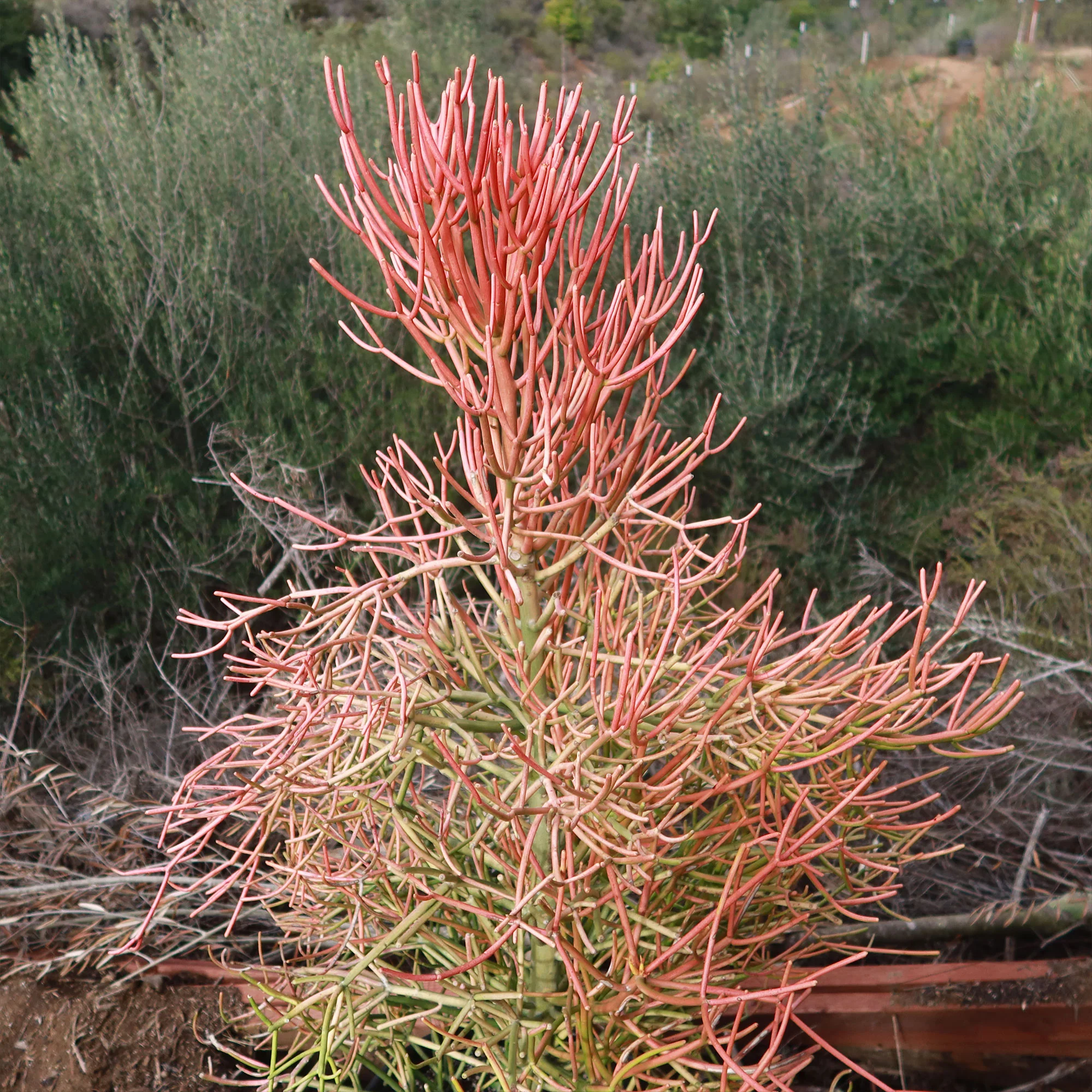 Pencil Cactus - Euphorbia tirucalli 'Firesticks'