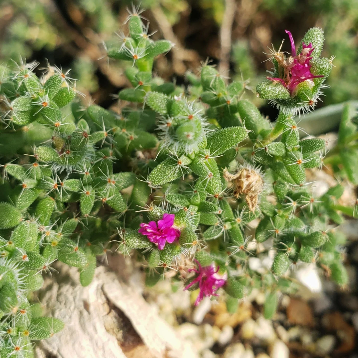 Trichodiadema bulbosom