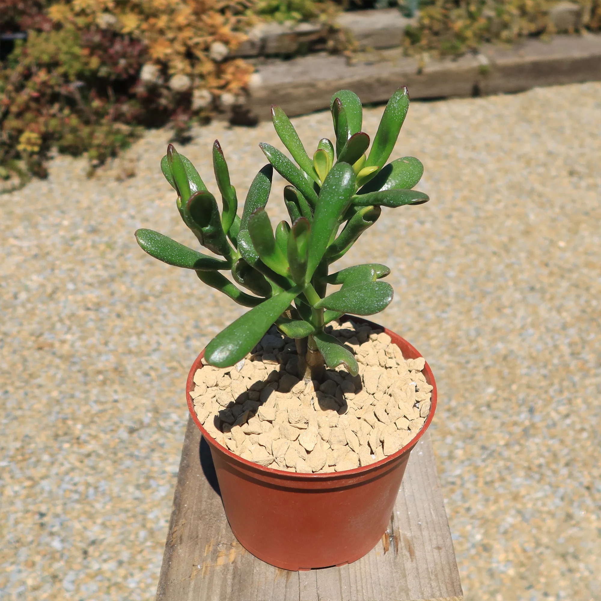 Jade Bonsai Tree -  Crassula ovata 'Hobbit'