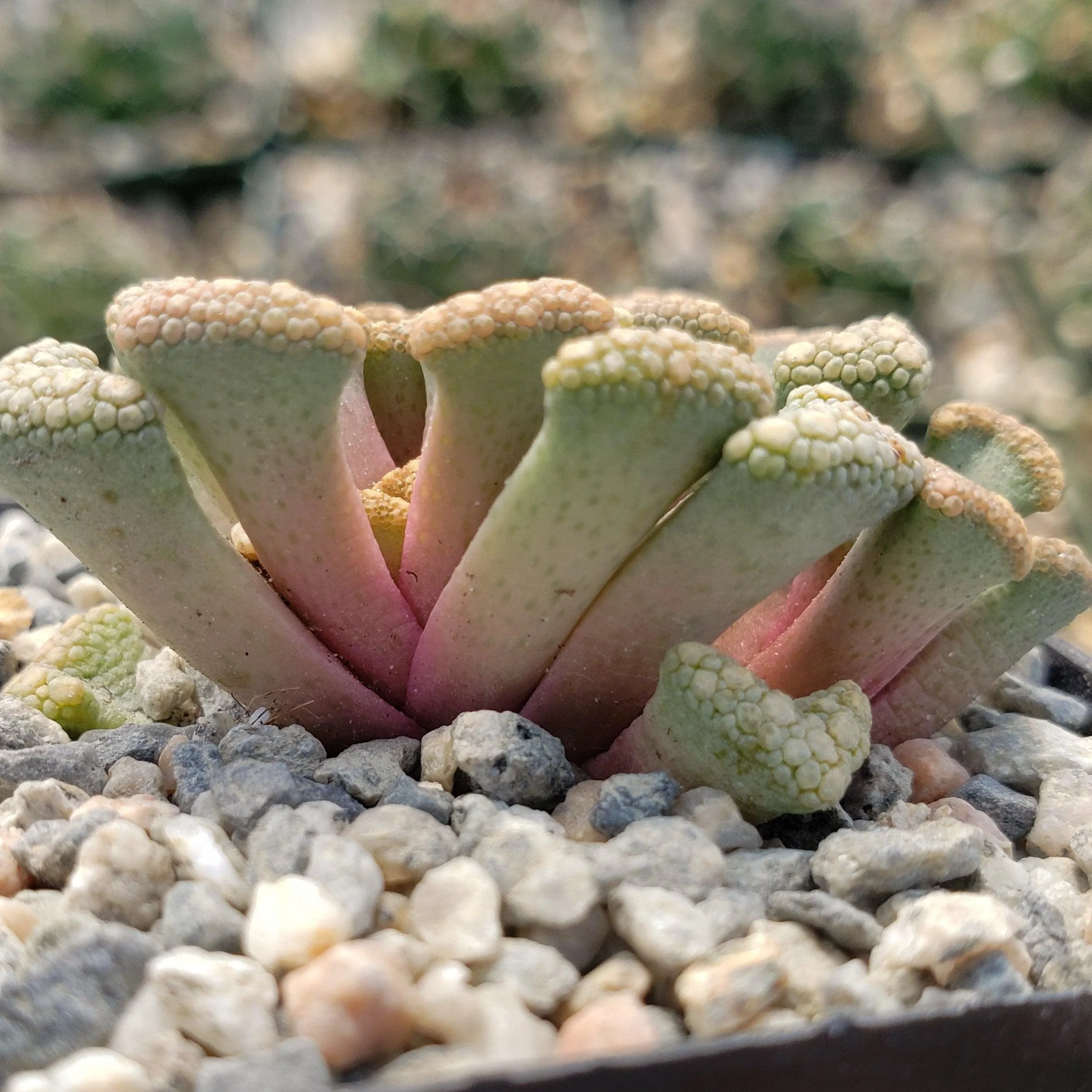 Titanopsis Hugo Schlechteri
