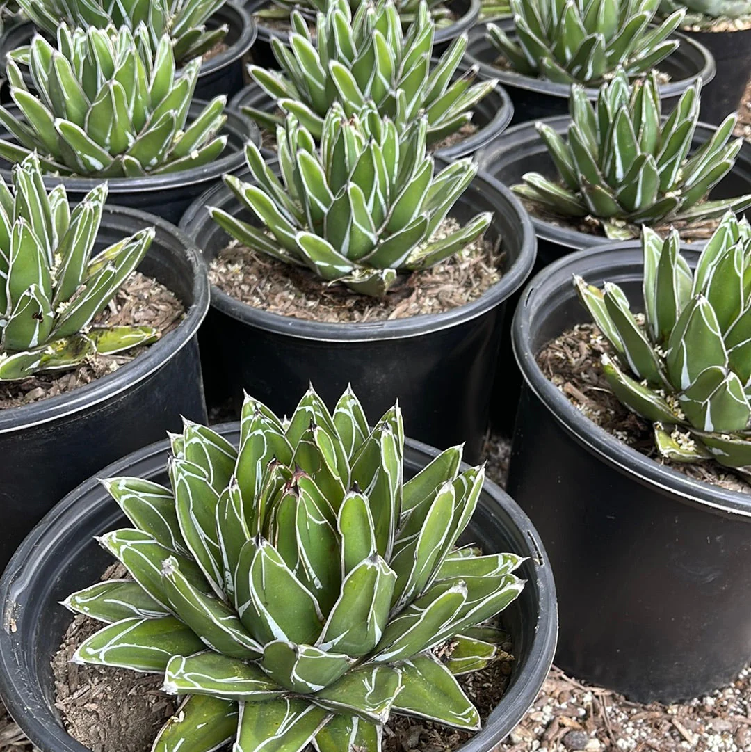 Agave Victoriae Reginae ��Queen Victoria Agave��