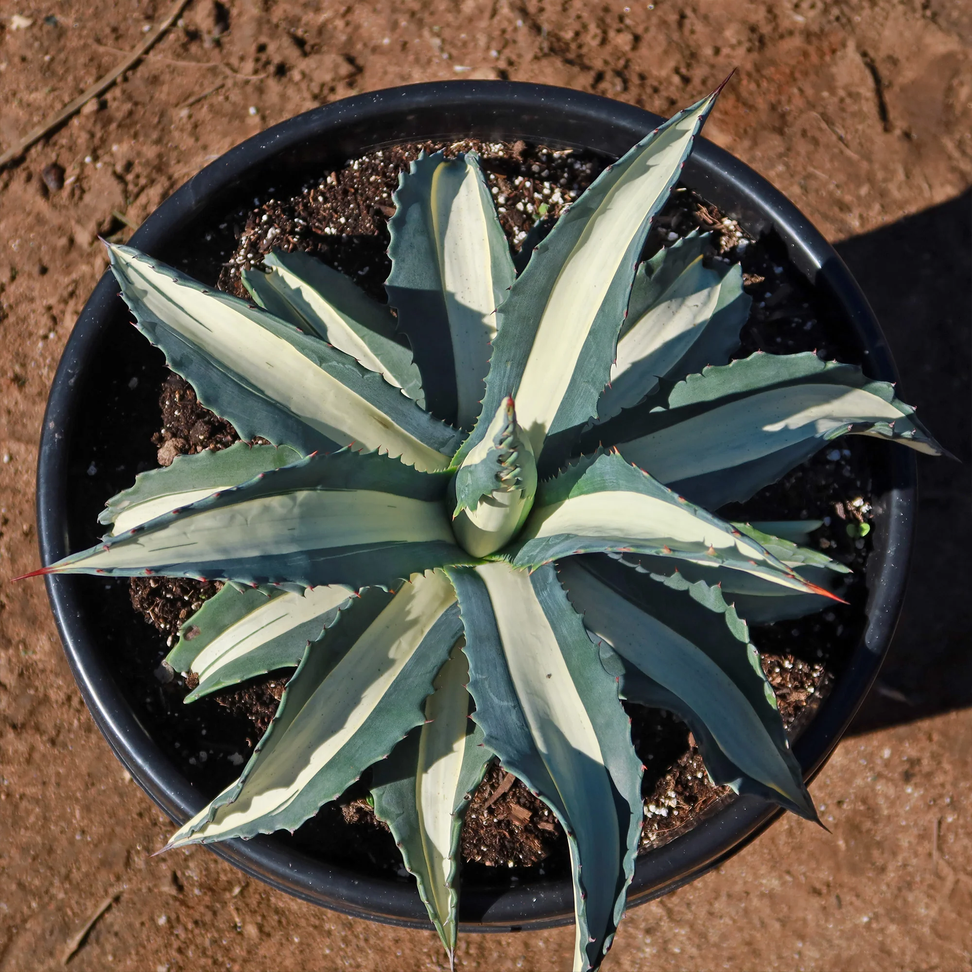 Agave mediopicta alba �C White Striped Century Plant