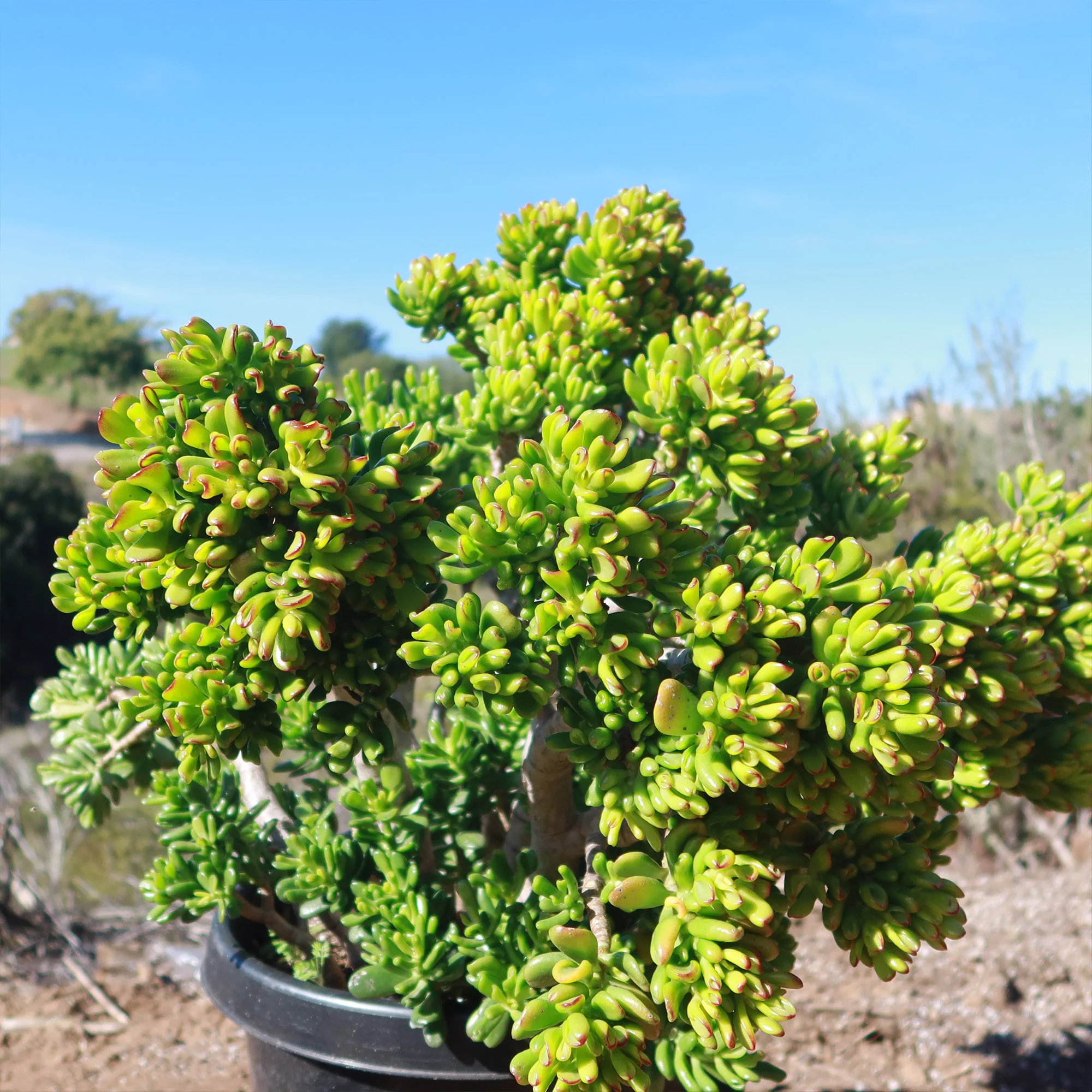 Jade Bonsai Tree -  Crassula ovata 'Hobbit'