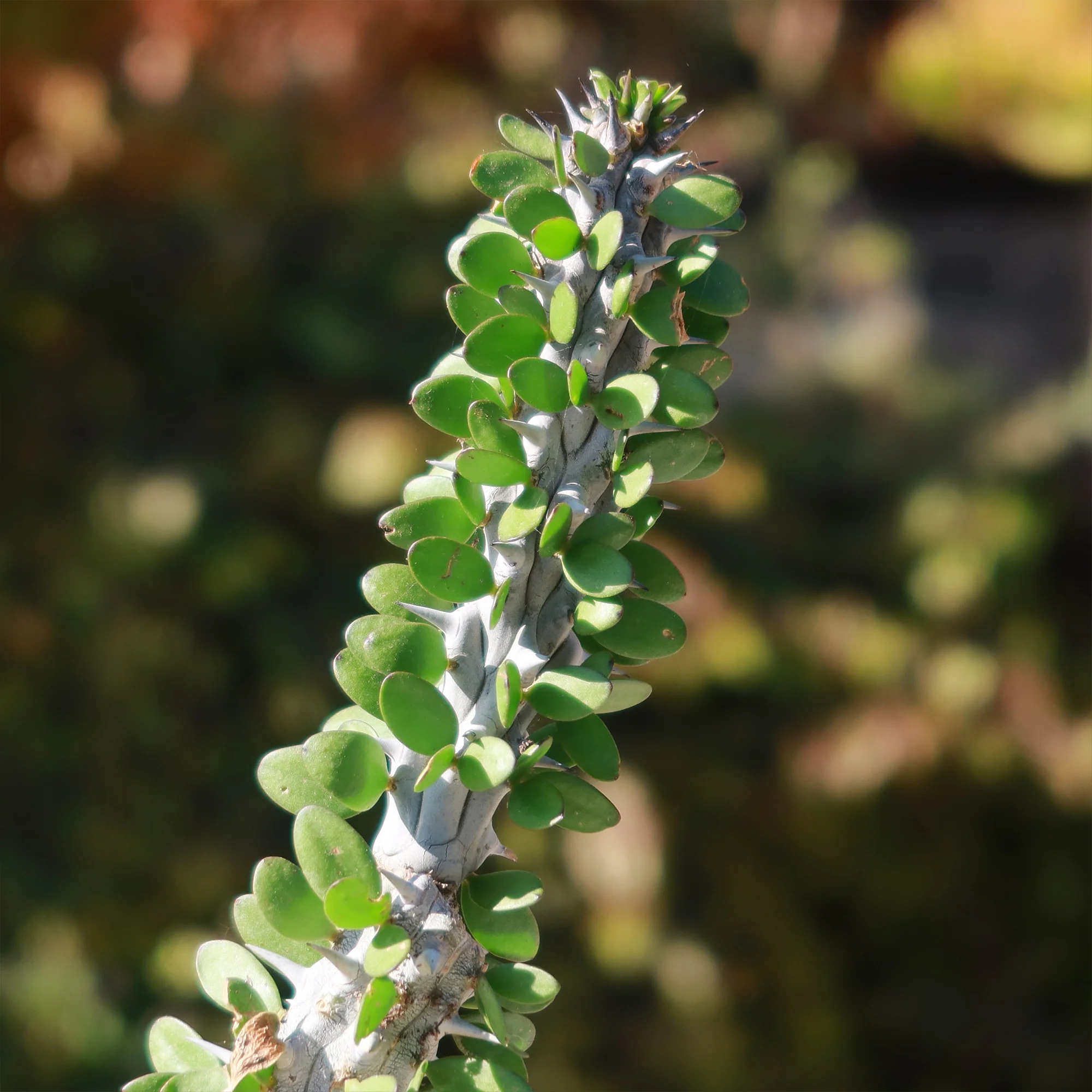 Madagascar ocotillo 'Alluaudia procera'