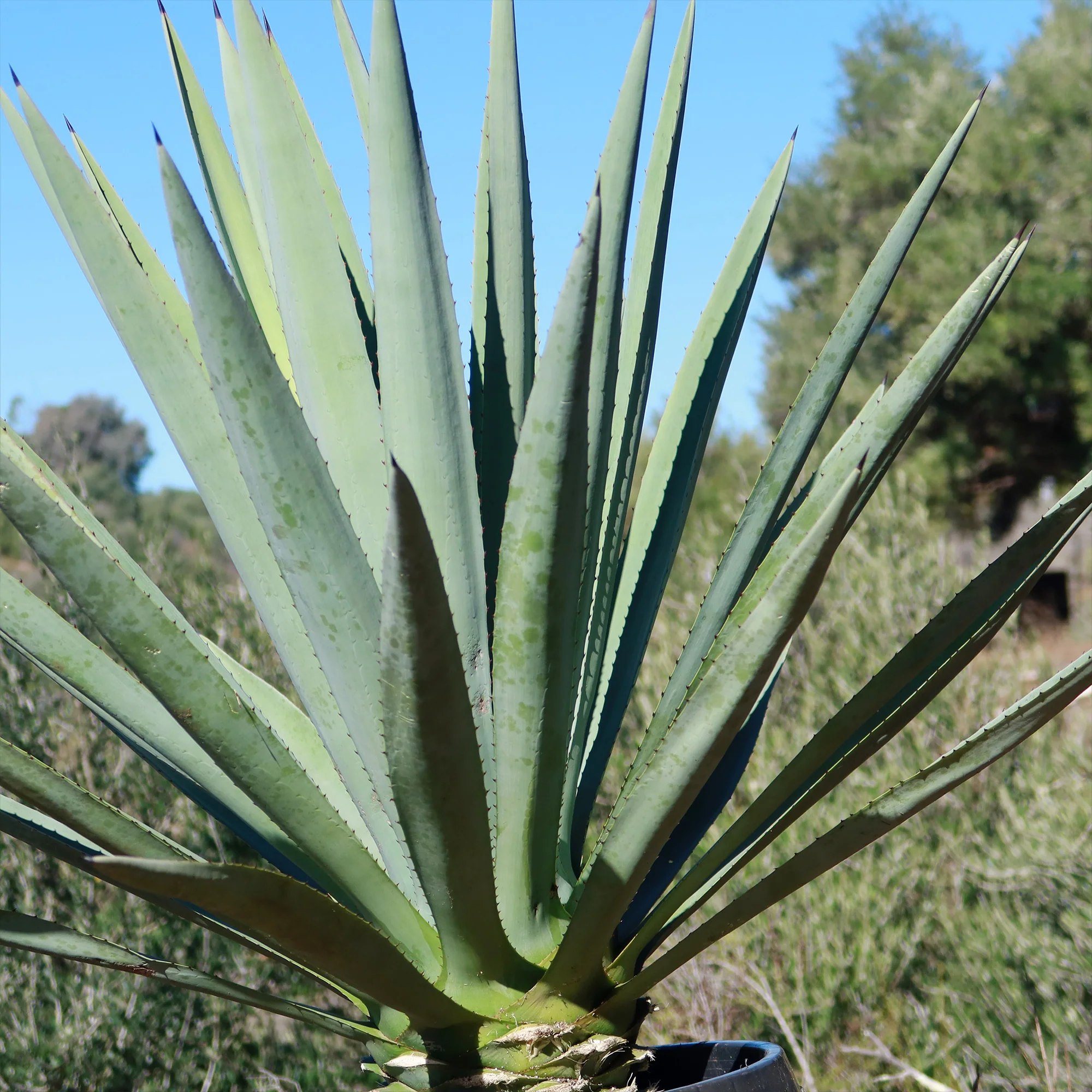 Blue agave - Agave Tequilana 'Tequila Plant'