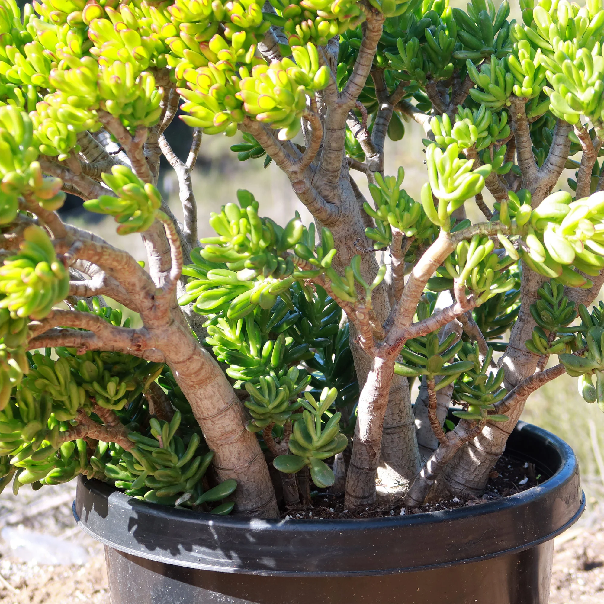 Jade Bonsai Tree -  Crassula ovata 'Hobbit'