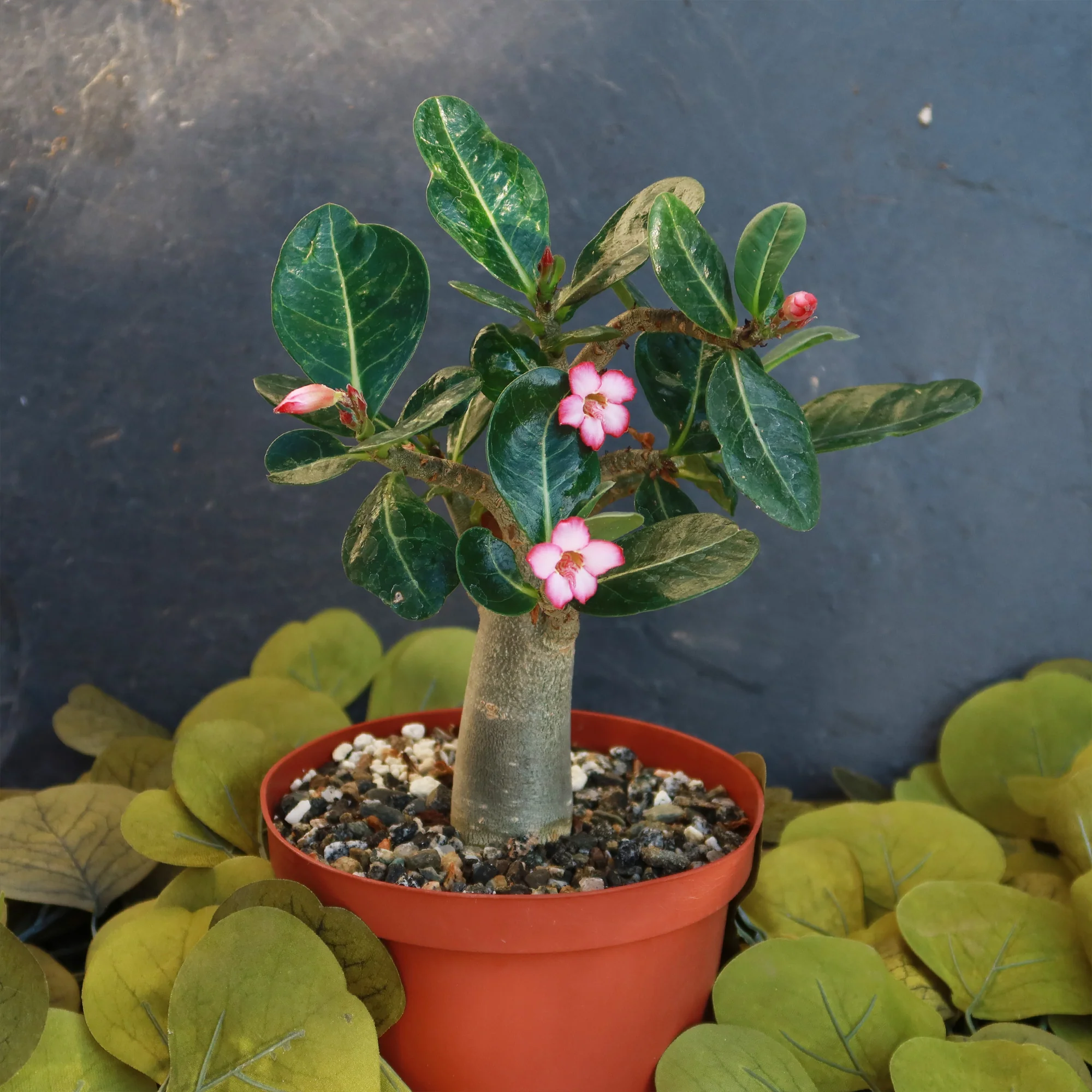 Desert Rose 'Adenium obesum'