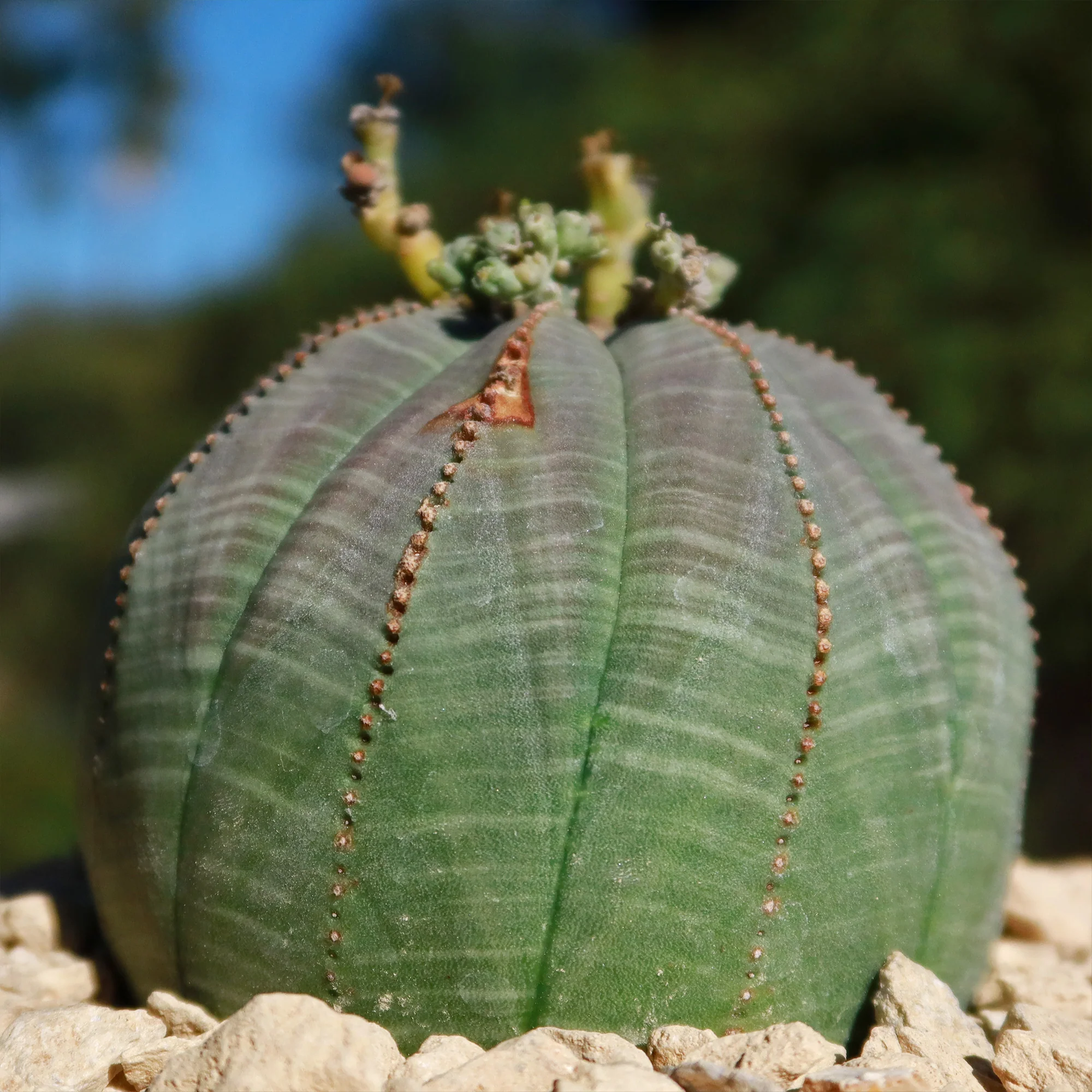 Baseball Plant 'Euphorbia obesa'