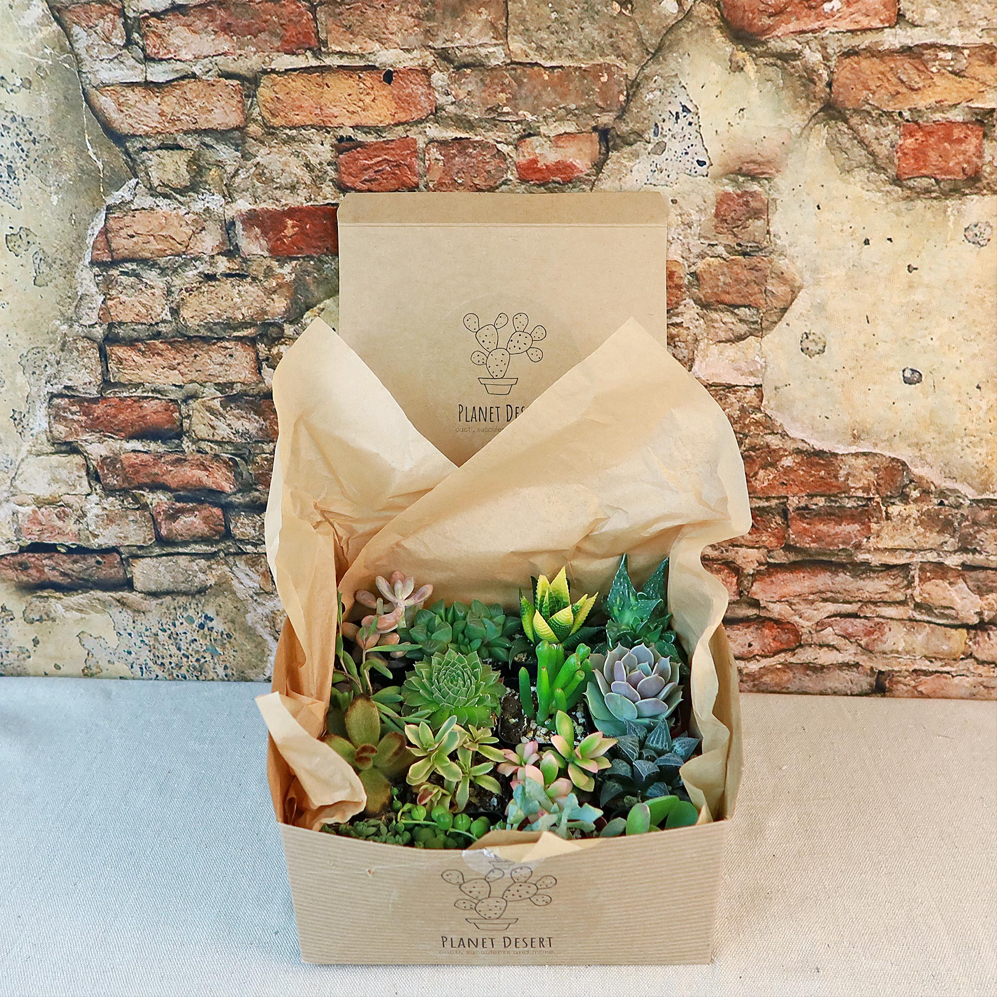 Succulent Sampler Gift Box