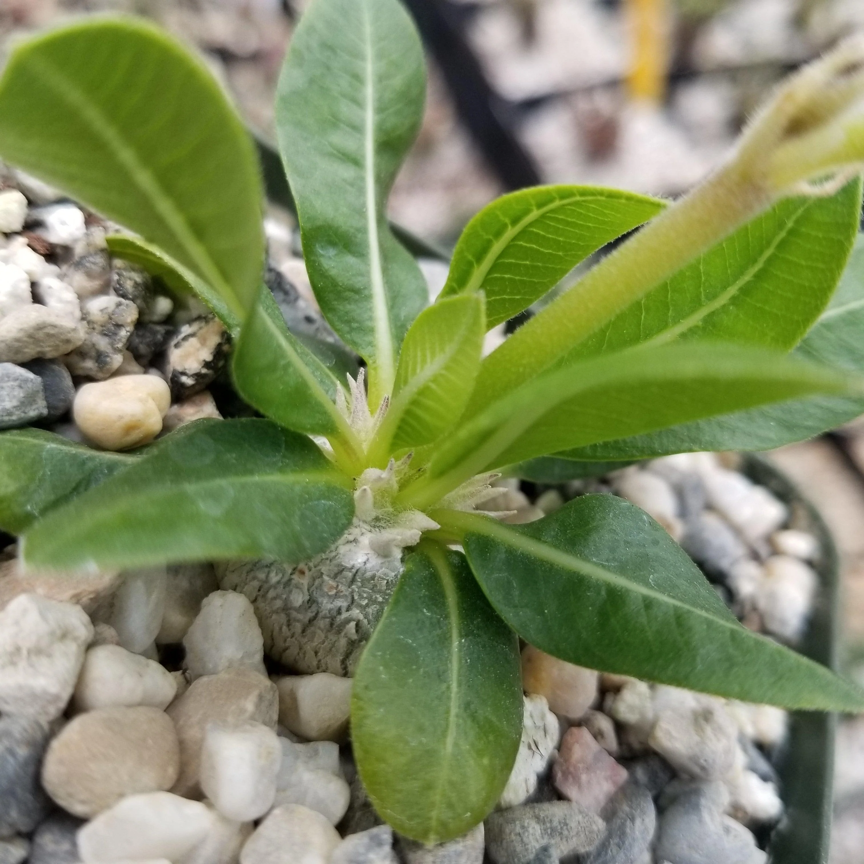 Pachypodium brevicaule