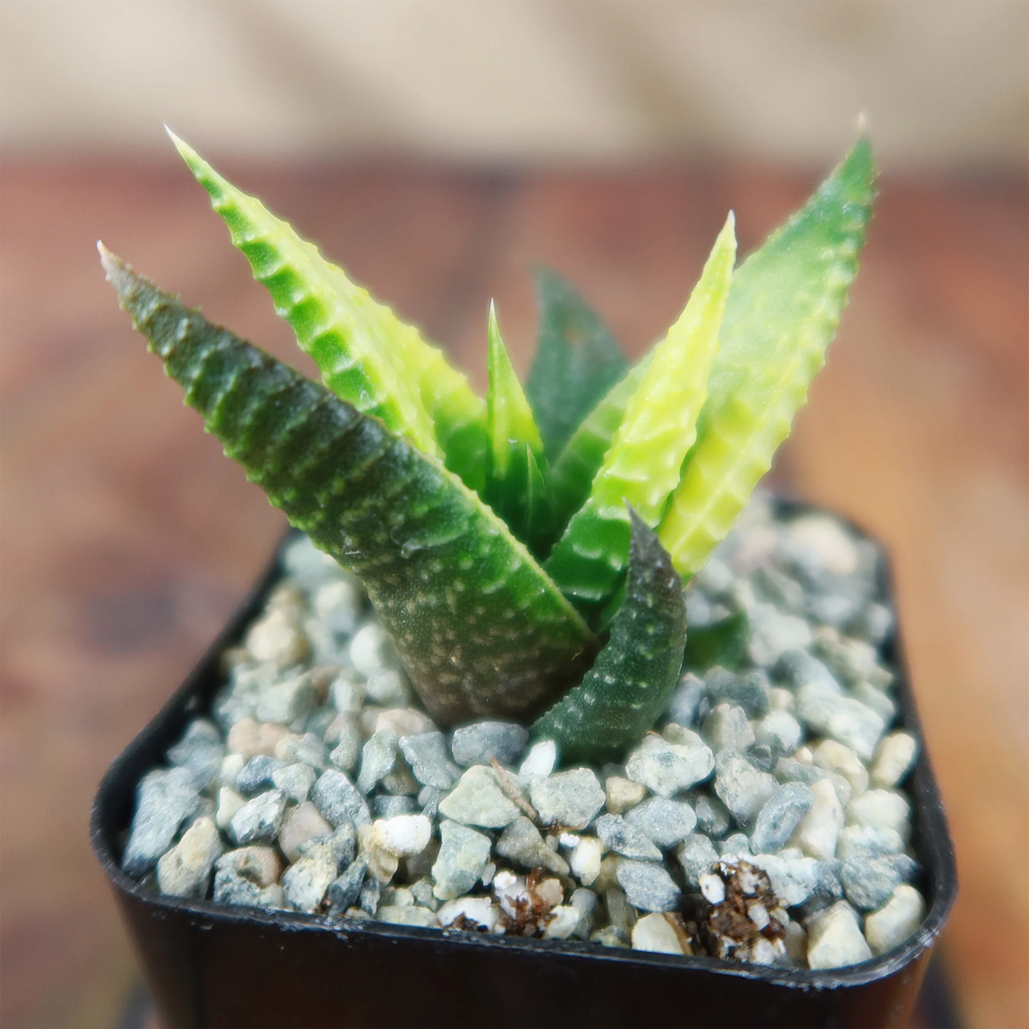 Haworthia limifolia variegata