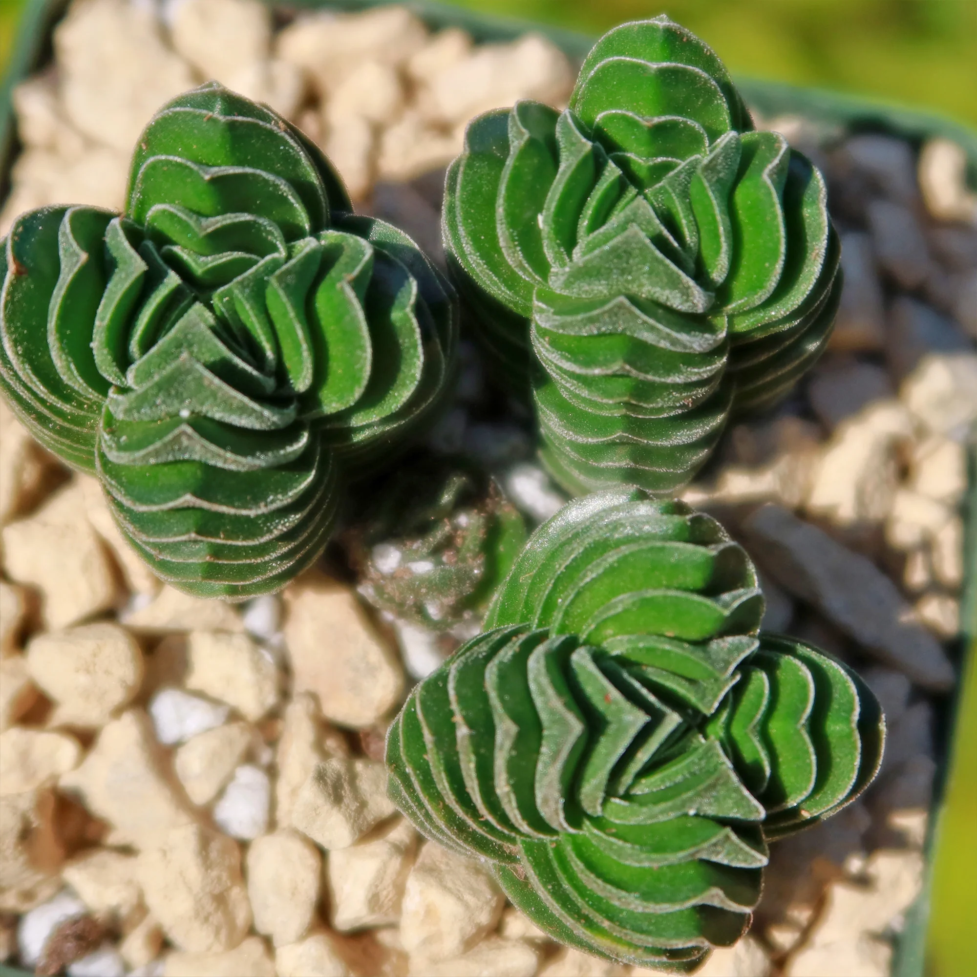 Crassula Buddha's Temple