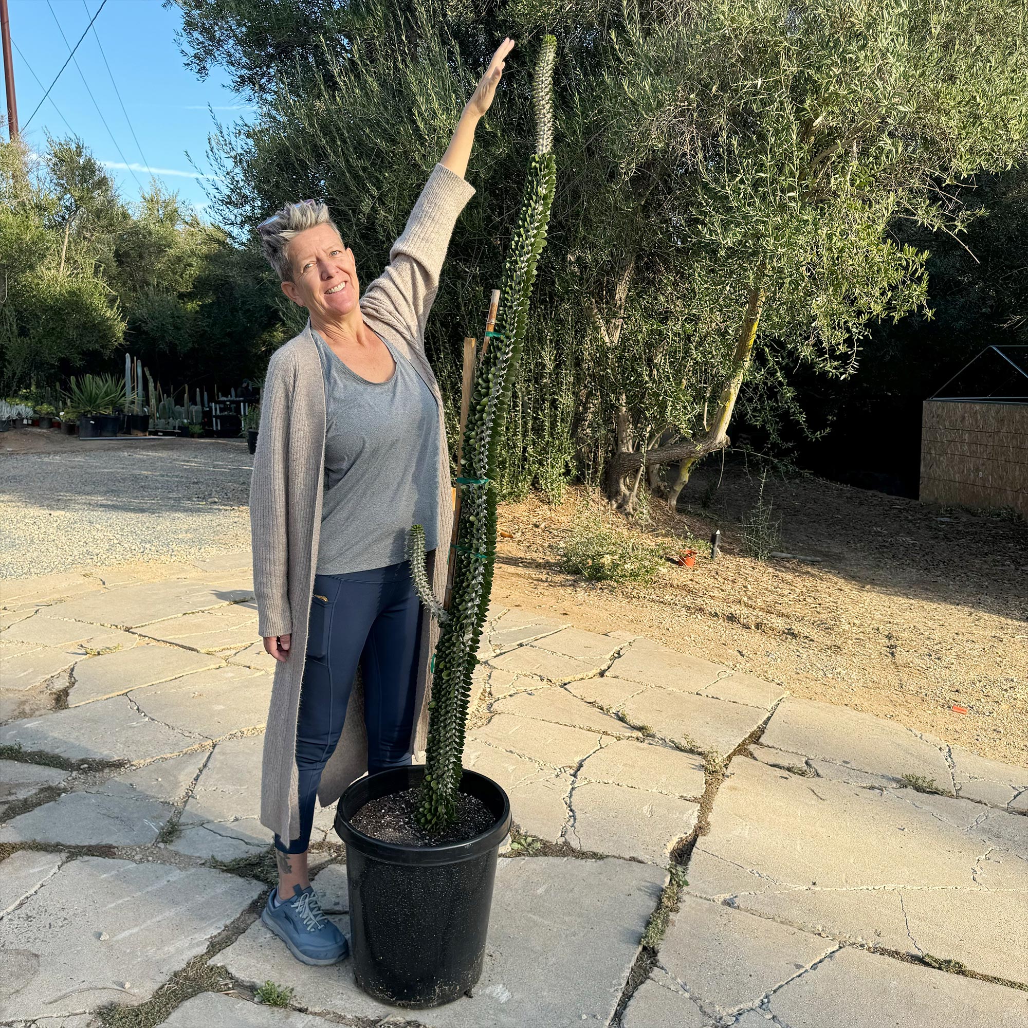 Madagascar ocotillo 'Alluaudia procera'