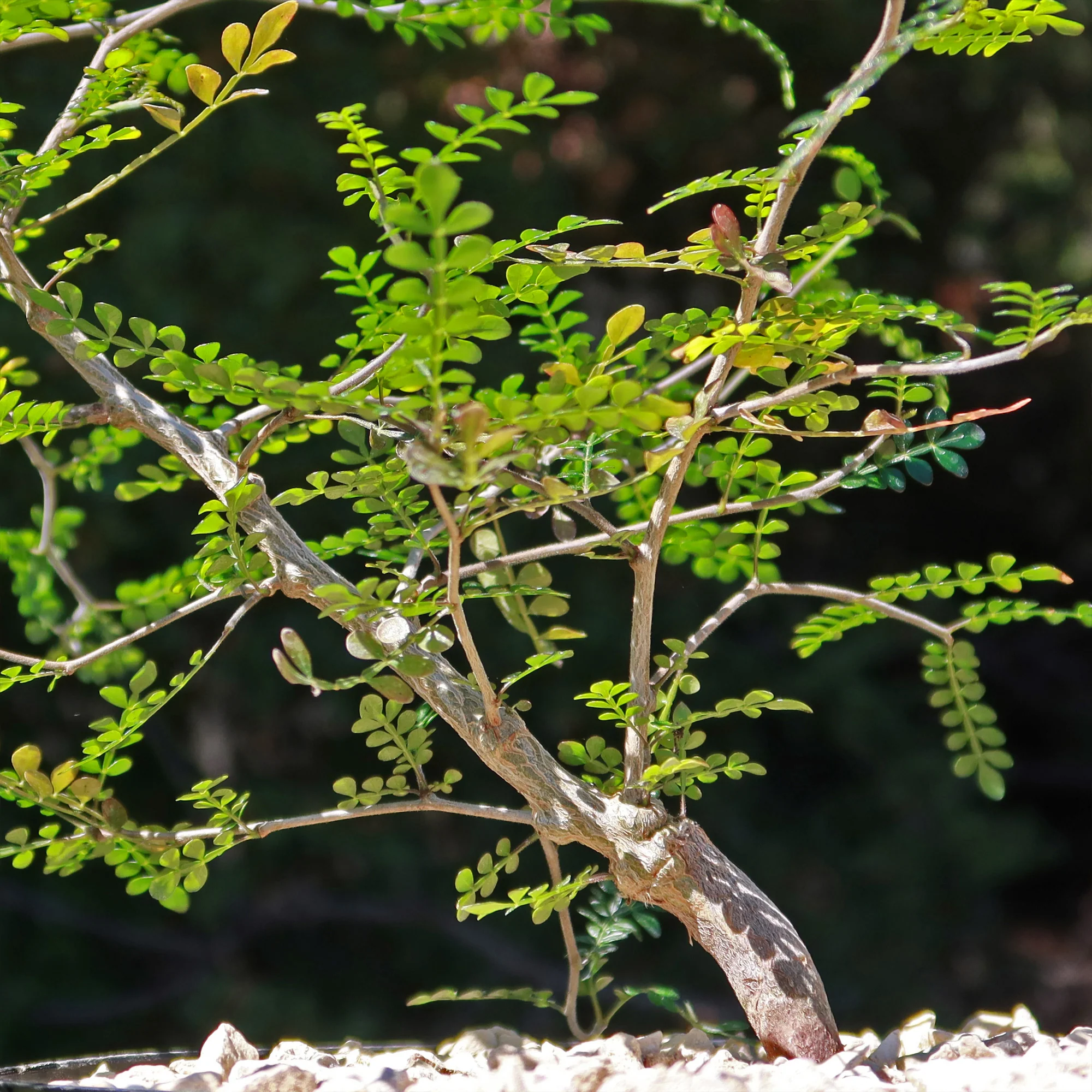 Operculicarya pachypus