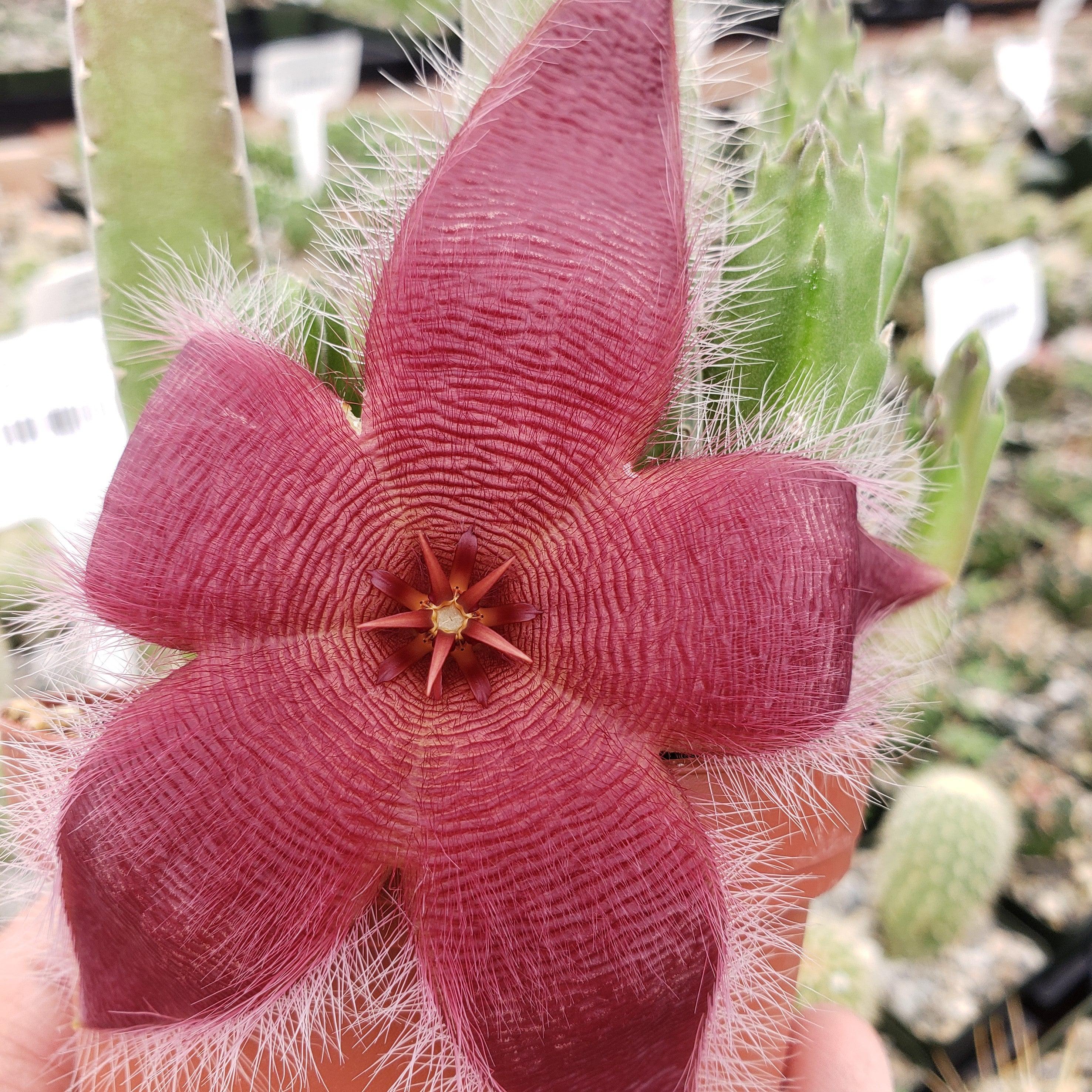 Giant Toad Plant ��Stapelia grandiflora��